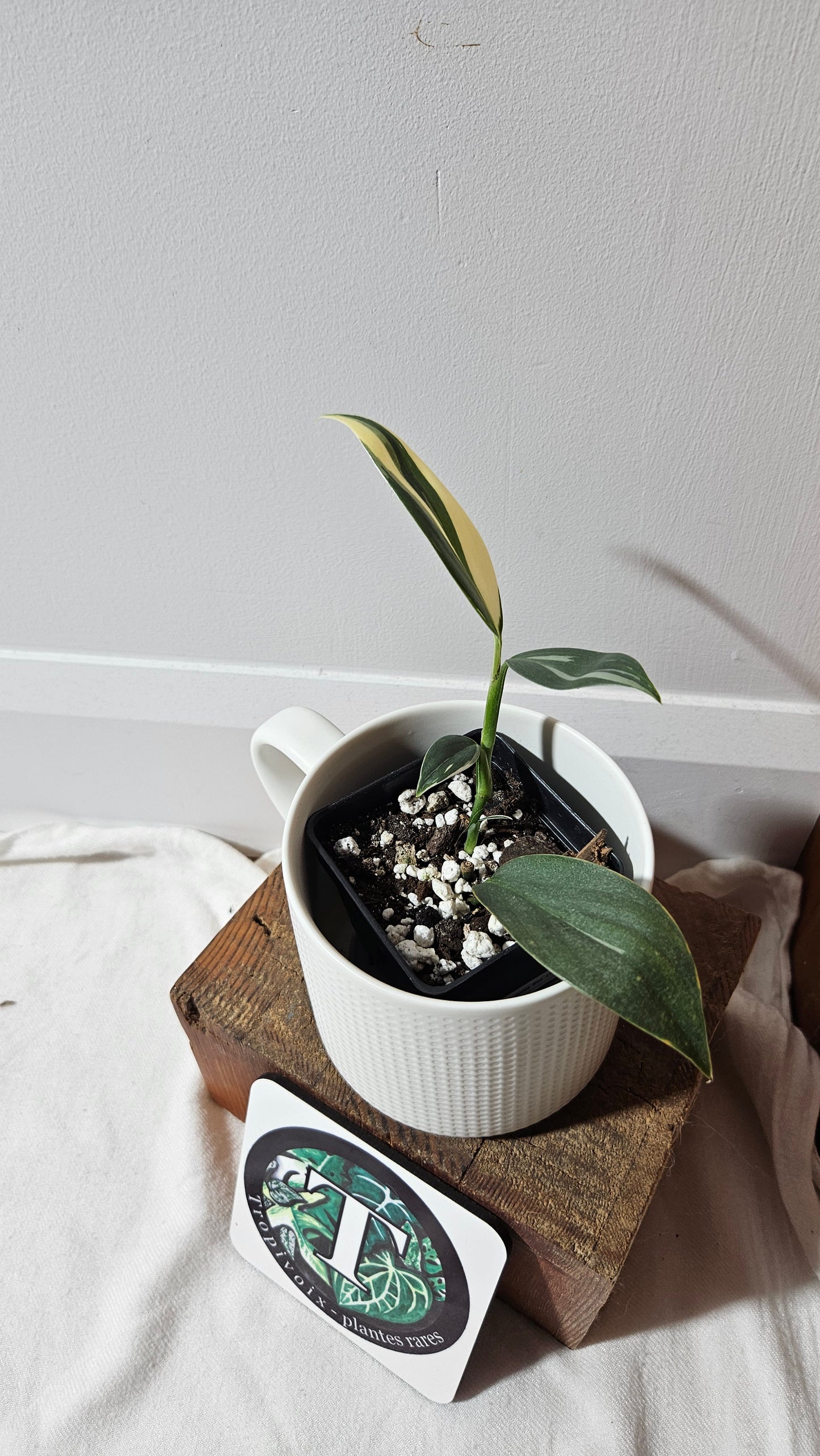 Scindapsus Hederaceus Blue Albo (SCI-1342)