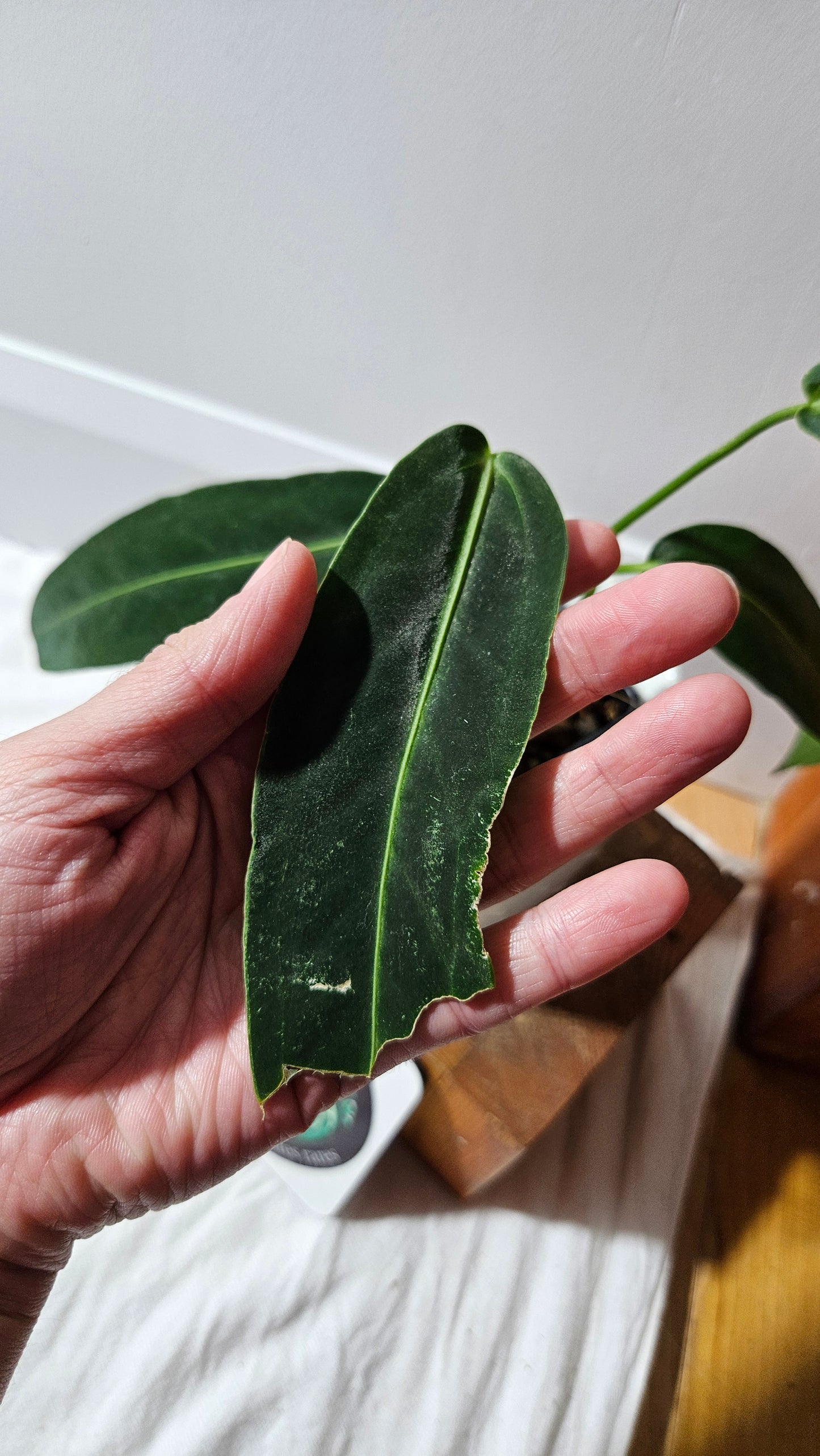 Anthurium Warocqueanum Dark "format MOYEN"(ANT-605)