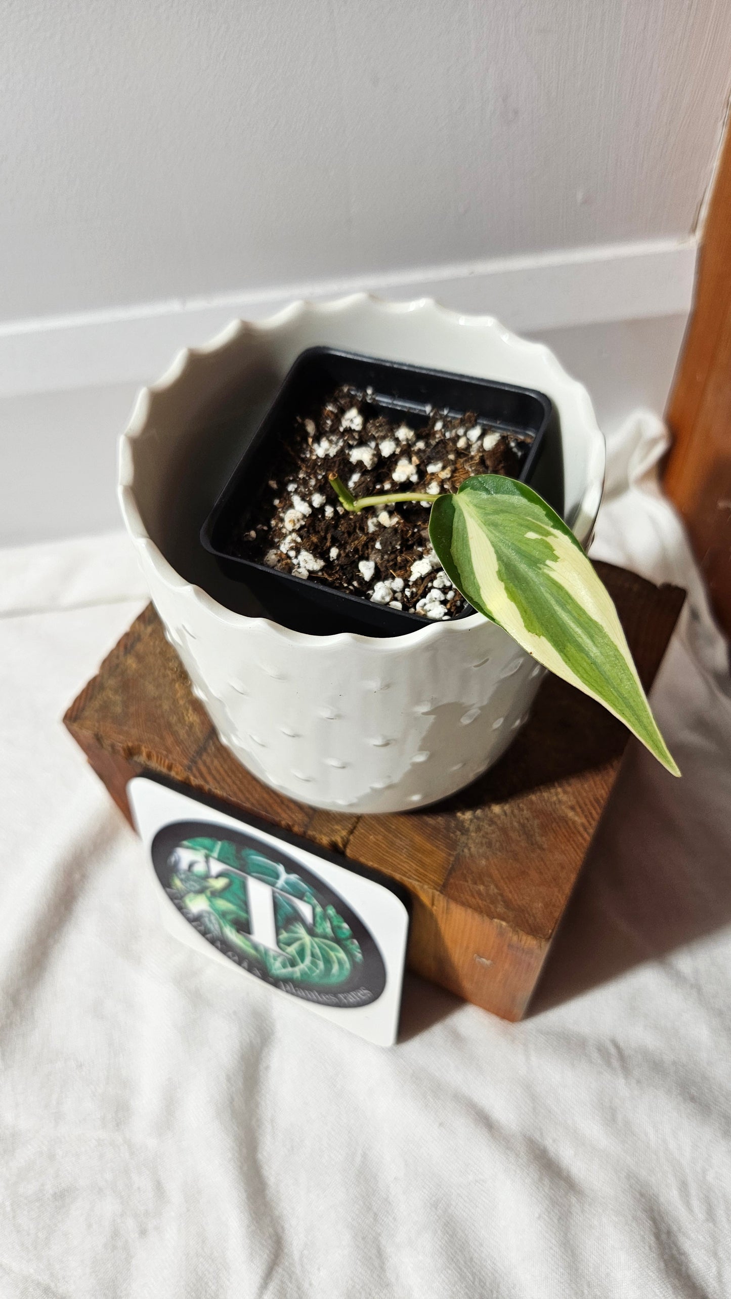 Philodendron Hederaceum Rio (PHI-802)