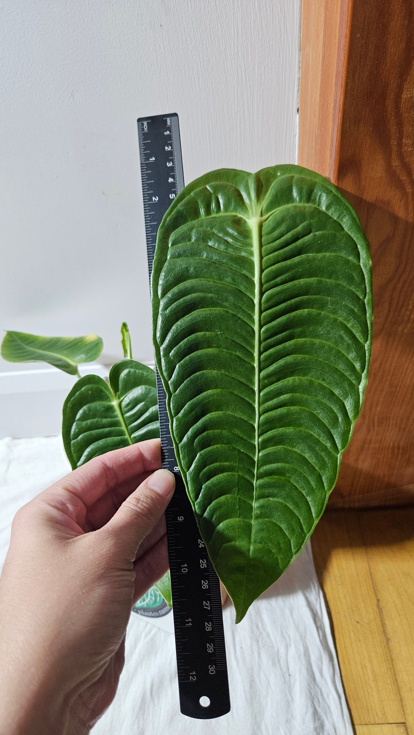 Anthurium Veitchii Super Narrow "format MOYEN" (ANT-608)