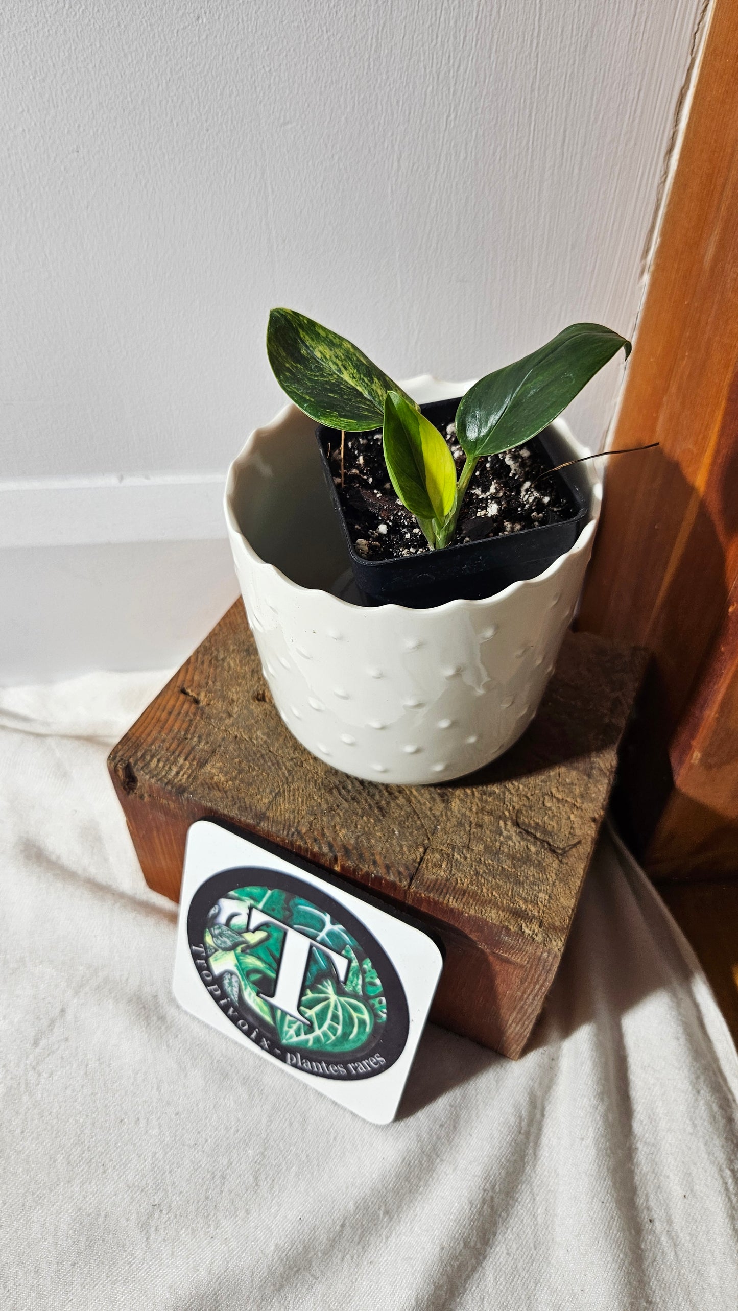 Monstera Standleyana Aurea (MON-260)