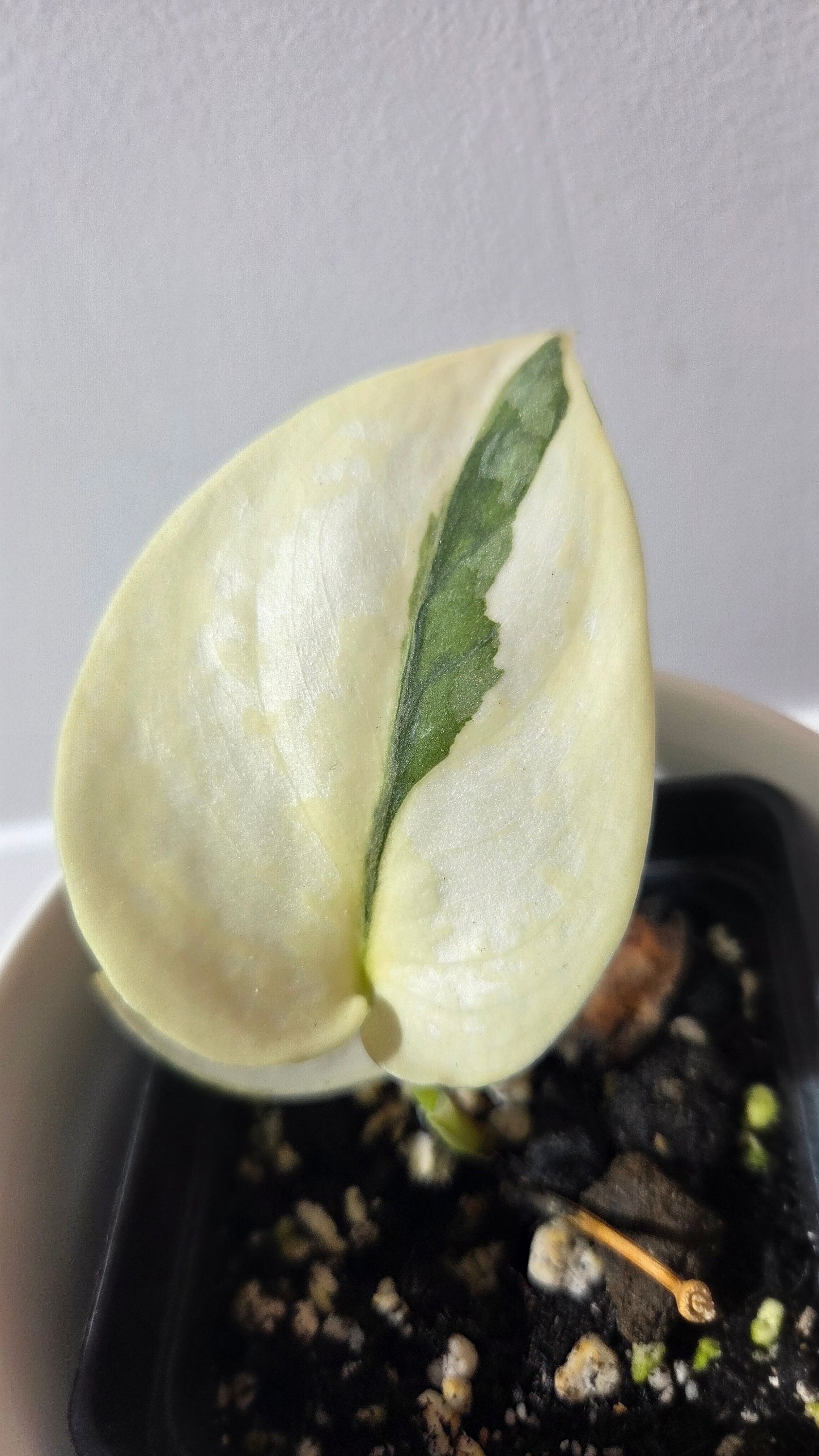 Scindapsus Simbara Mutation (SCI-1388)