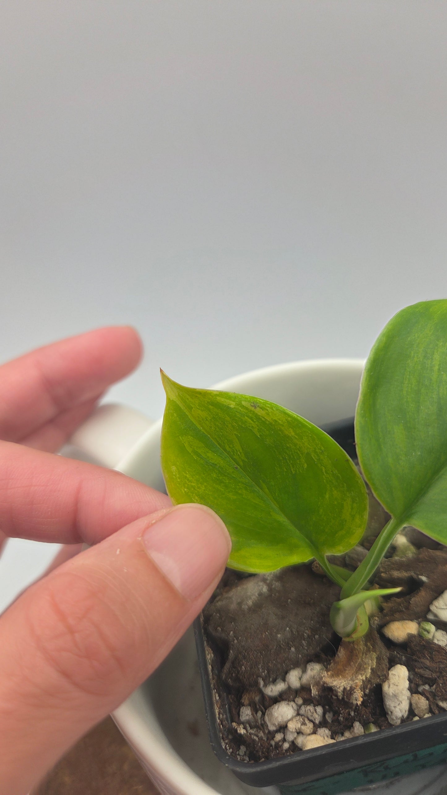 Scindapsus Rubicon (SCI-724)