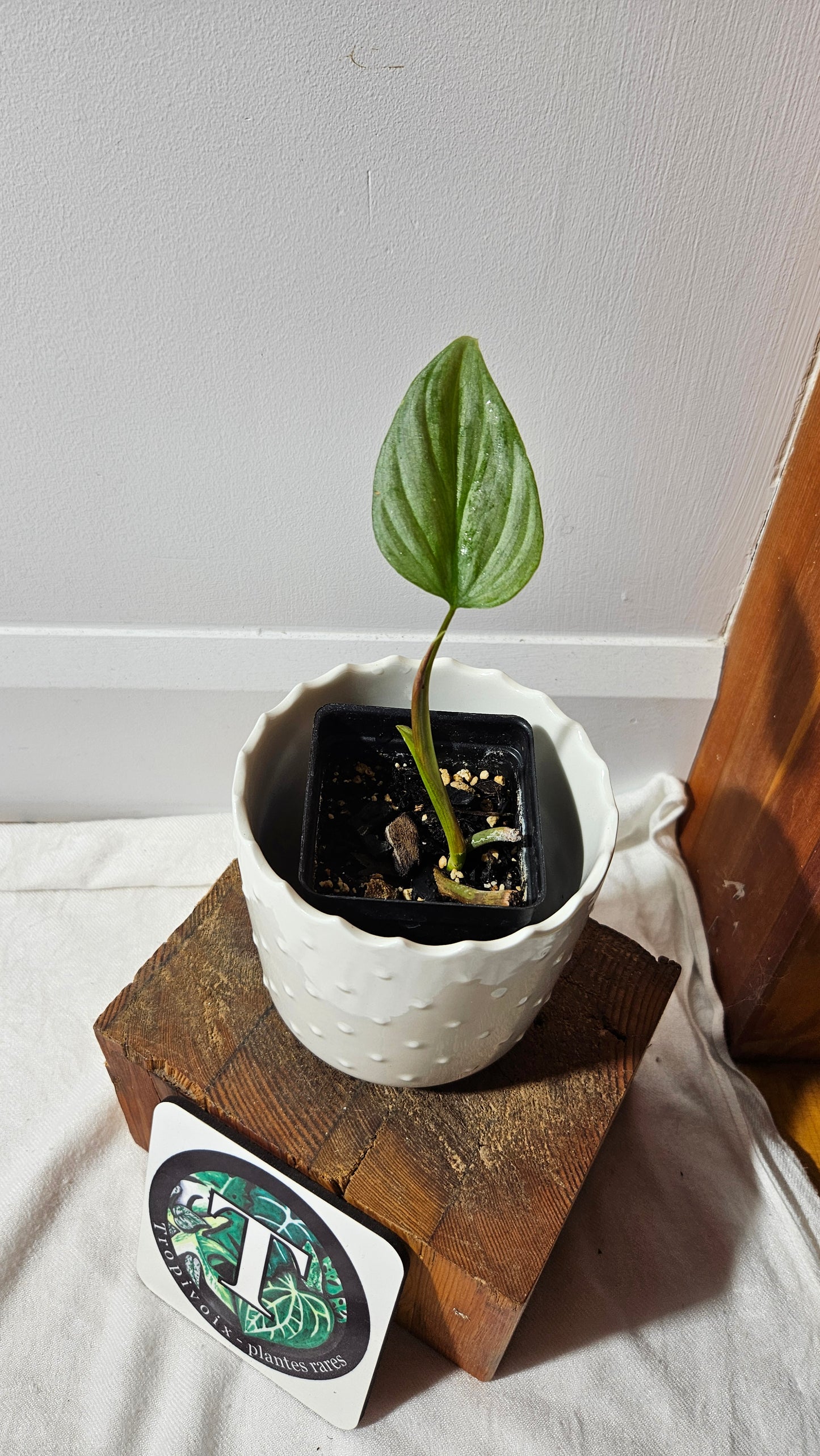 Philodendron Majestic (PHI-812)