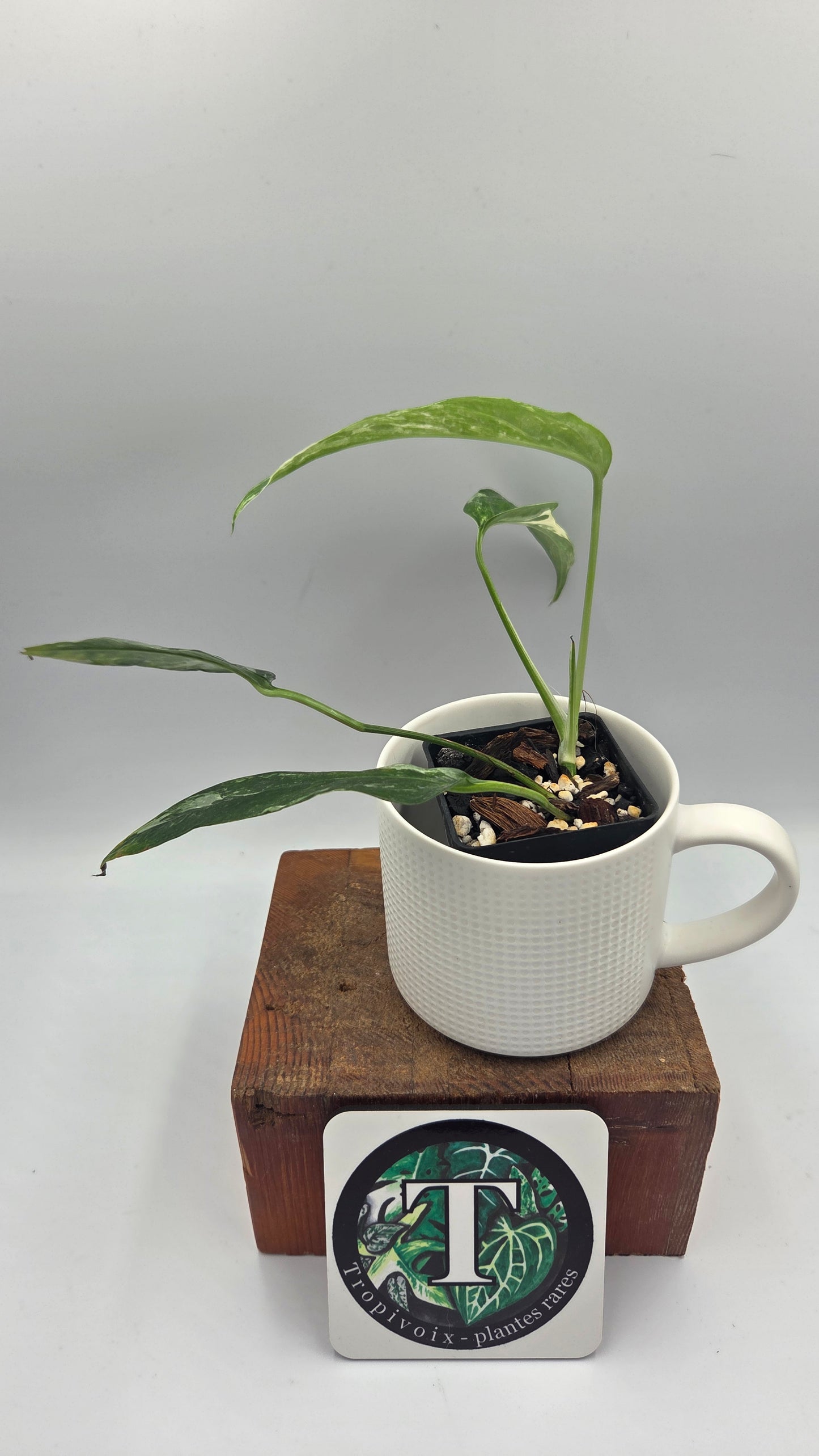 Epipremnum pinnatum Albo (EPI-249)