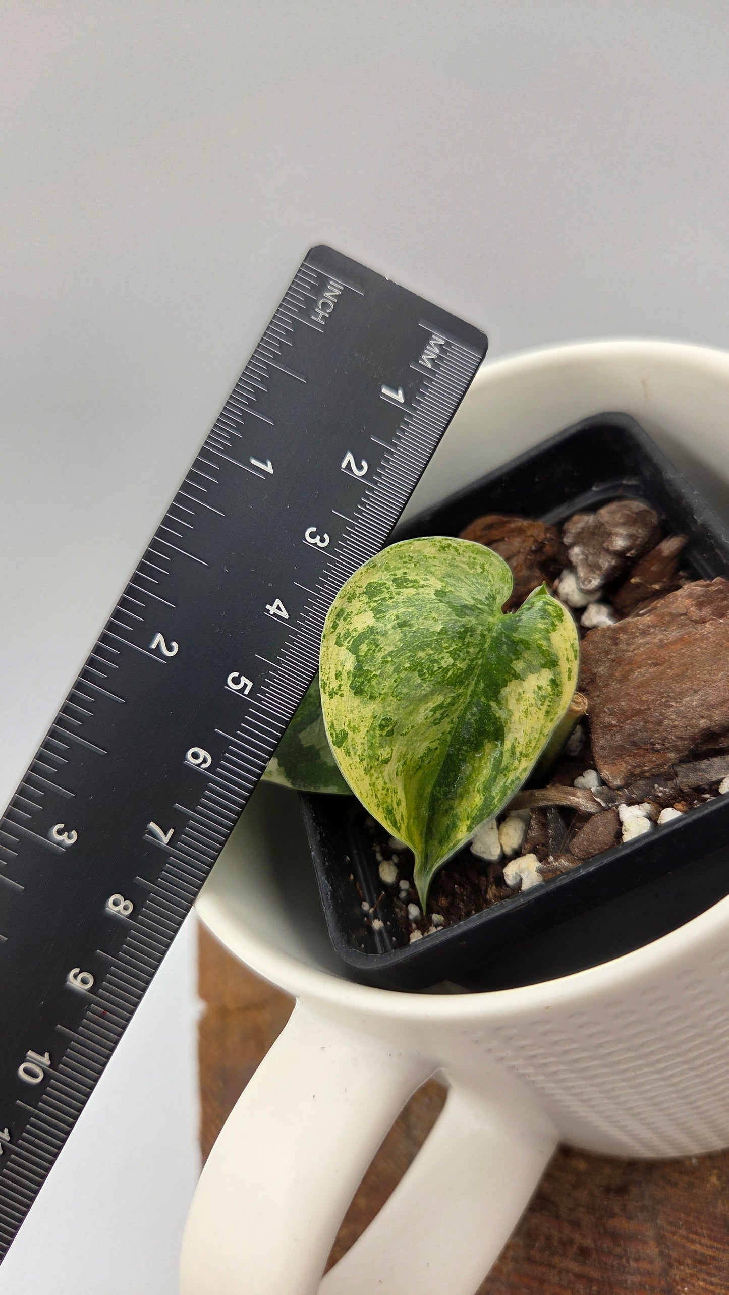 Scindapsus Mayari (SCI-1452)