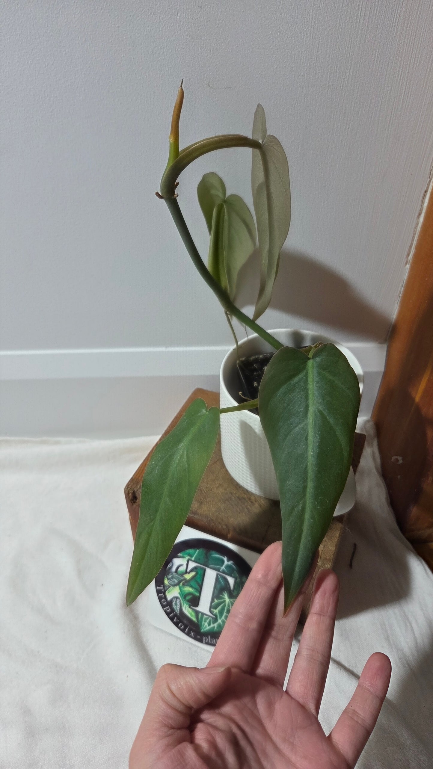 Philodendron Maximum (PHI-982)