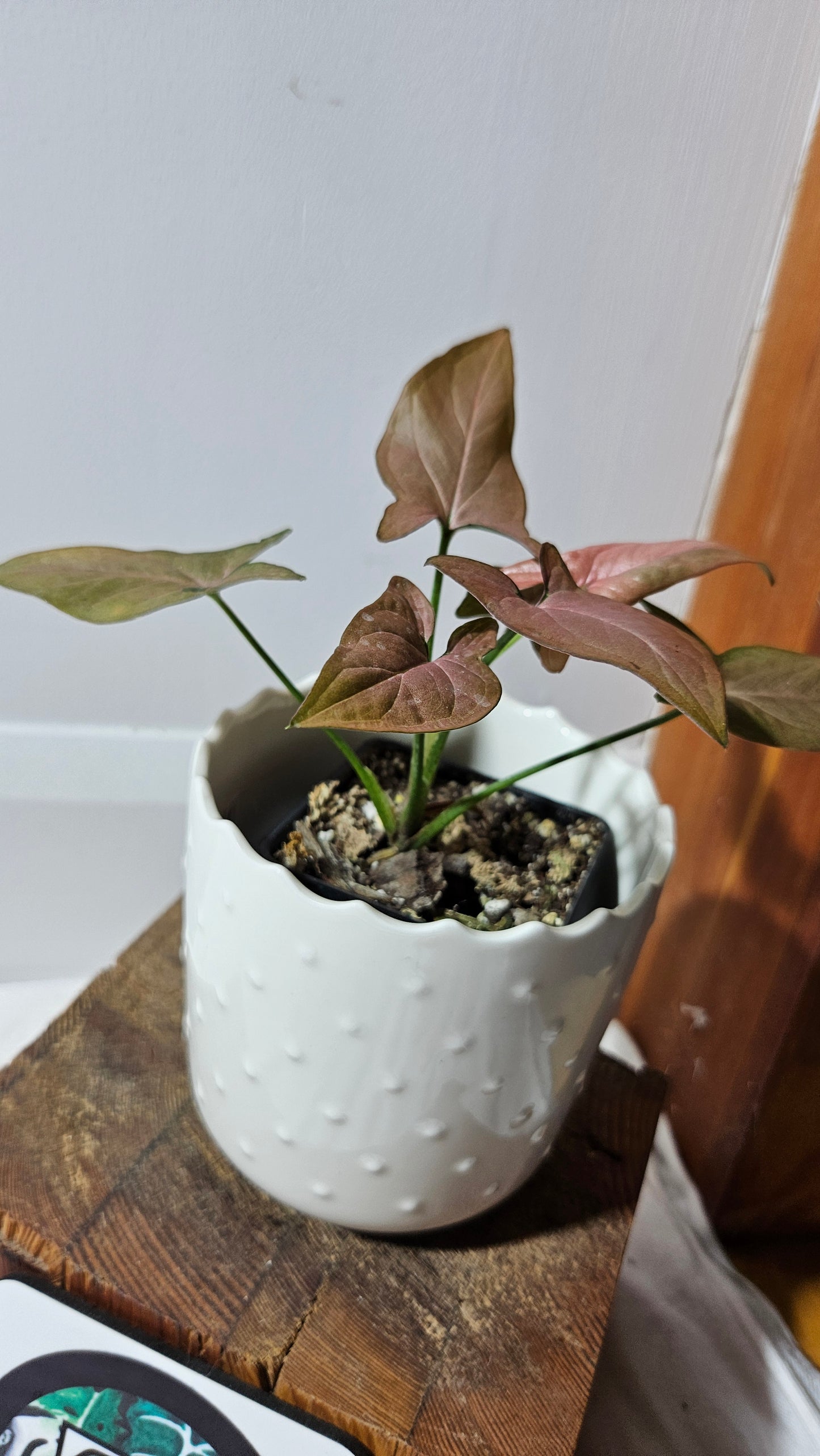 Syngonium Pink Emerald (SYN-438)