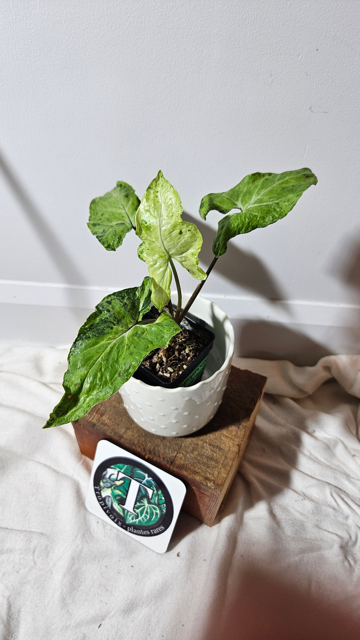 Syngonium Green Flecked (SYN-064)