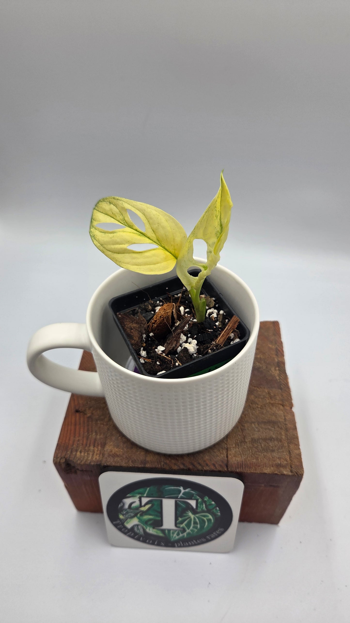 Monstera Andasonii Archipelago Ghost (MON-562)