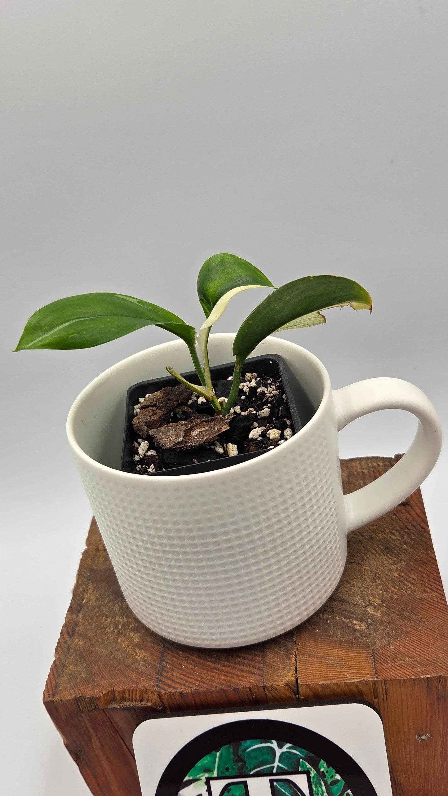 Scindapsus Treubii Dark Form albo (SCI-1264)