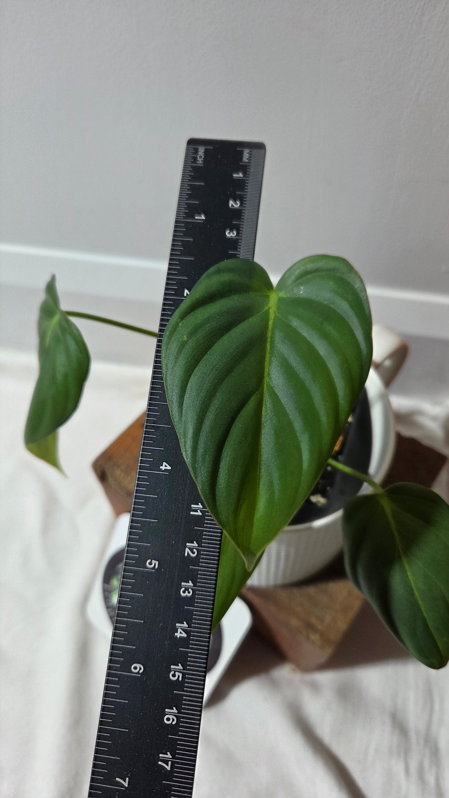 Philodendron Dean McDowell (PHI-1005)
