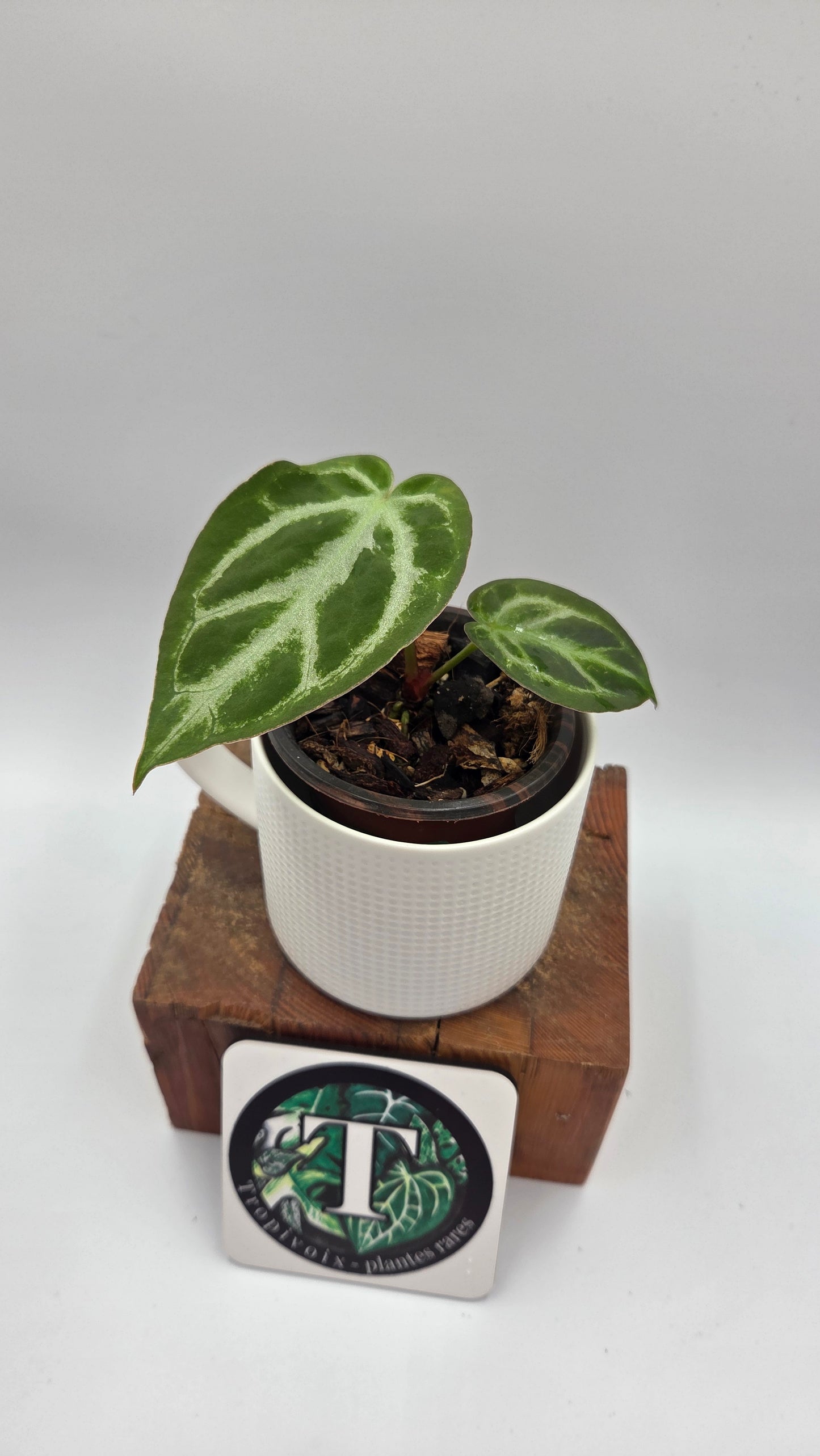 Anthurium Silver Hope "format PETIT" (ANT-677)