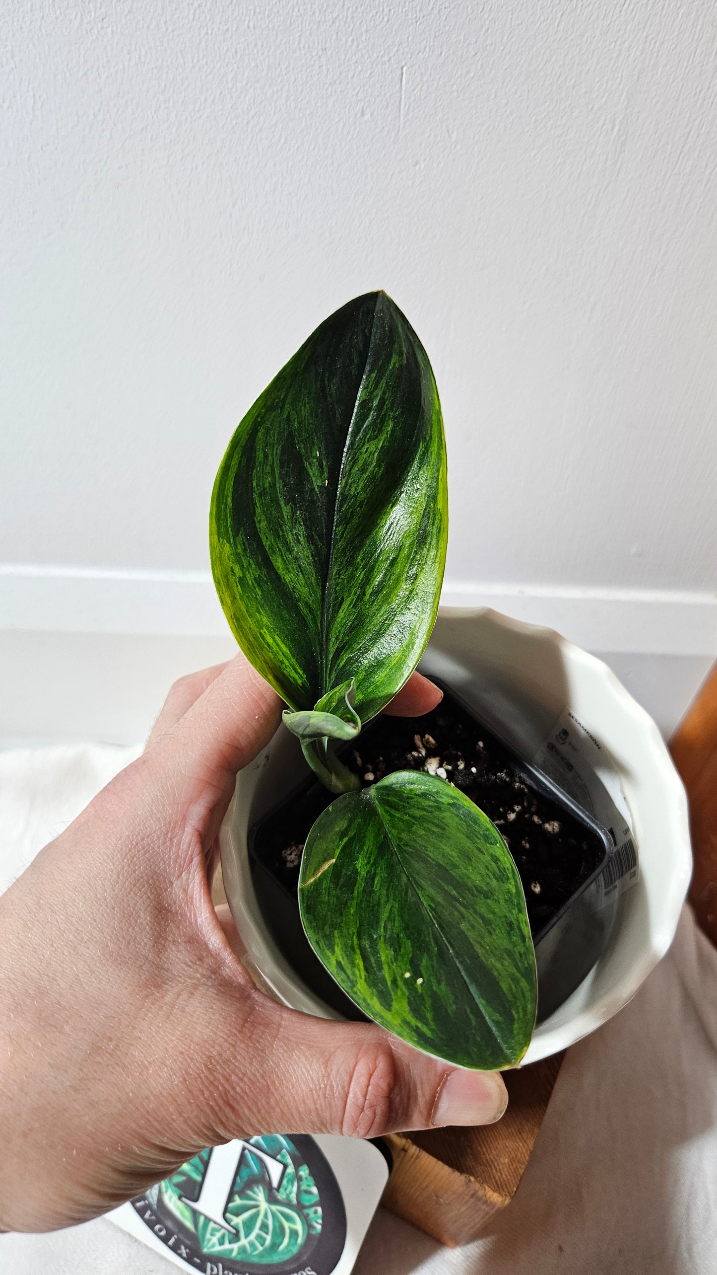 Scindapsus Treubii Dark Form Néon/Mutation (SCI-1009)