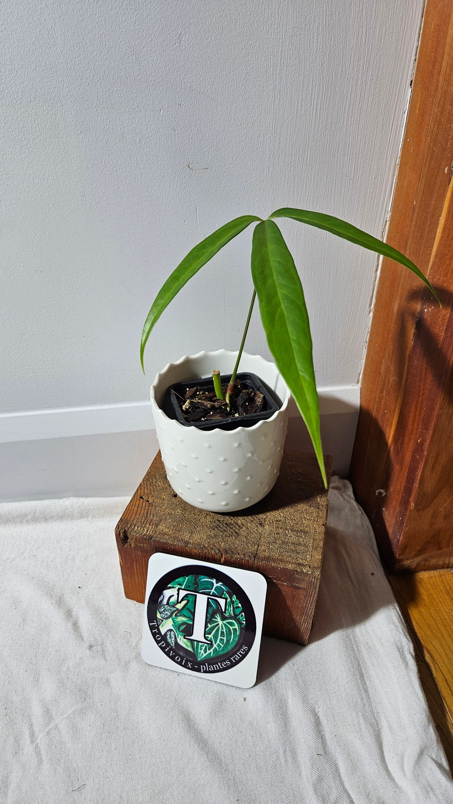 Anthurium Polydactylum "format MOYEN" (ANT-558)