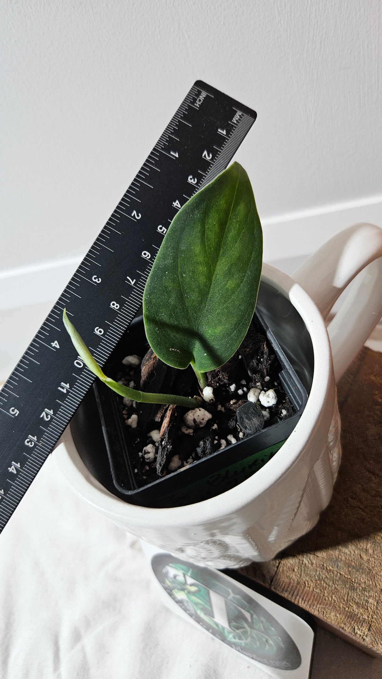 Scindapsus Blurik (SCI-1295)