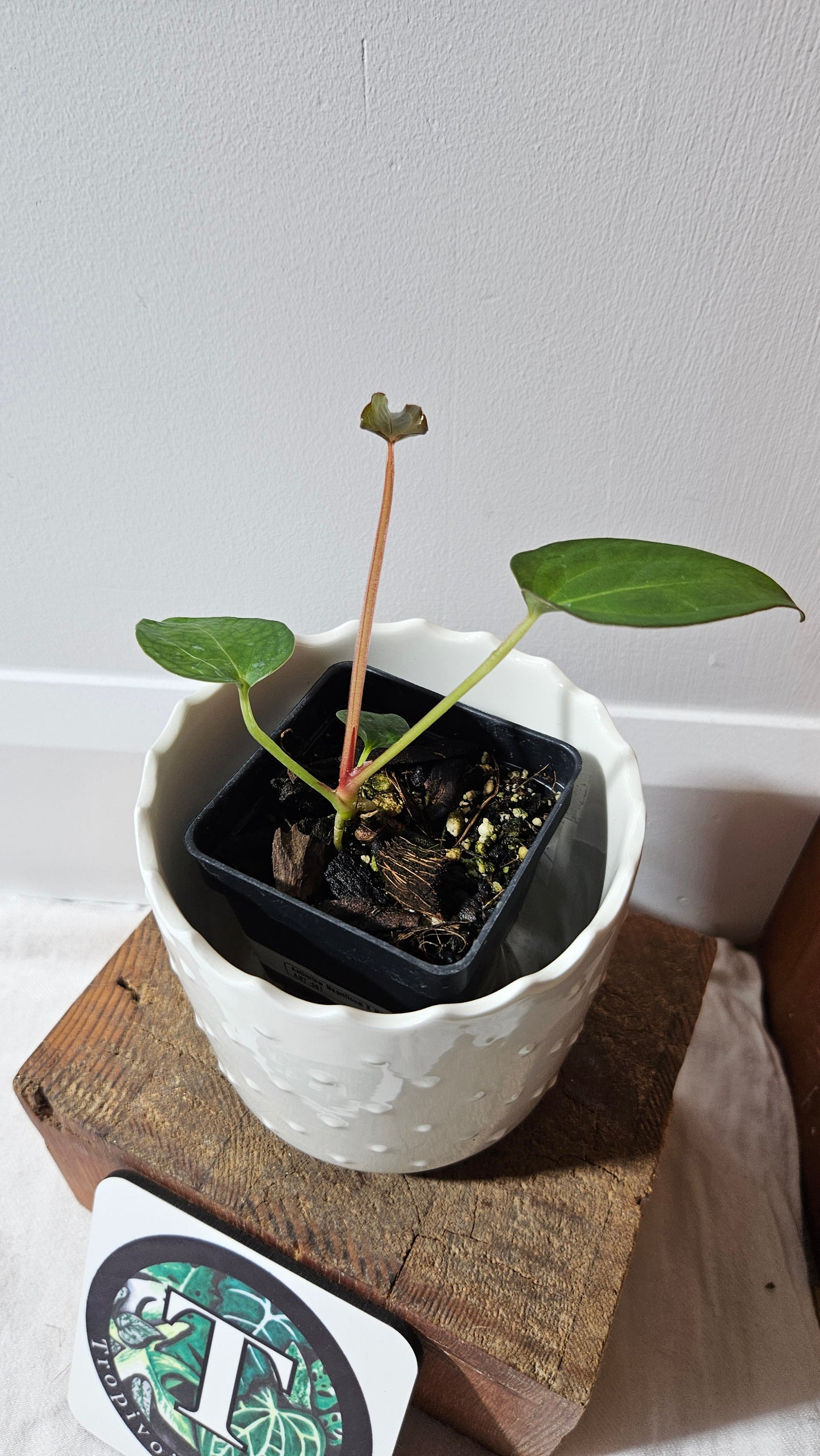 Anthurium Magnificum X Napo "format PETIT" (ANT-561)
