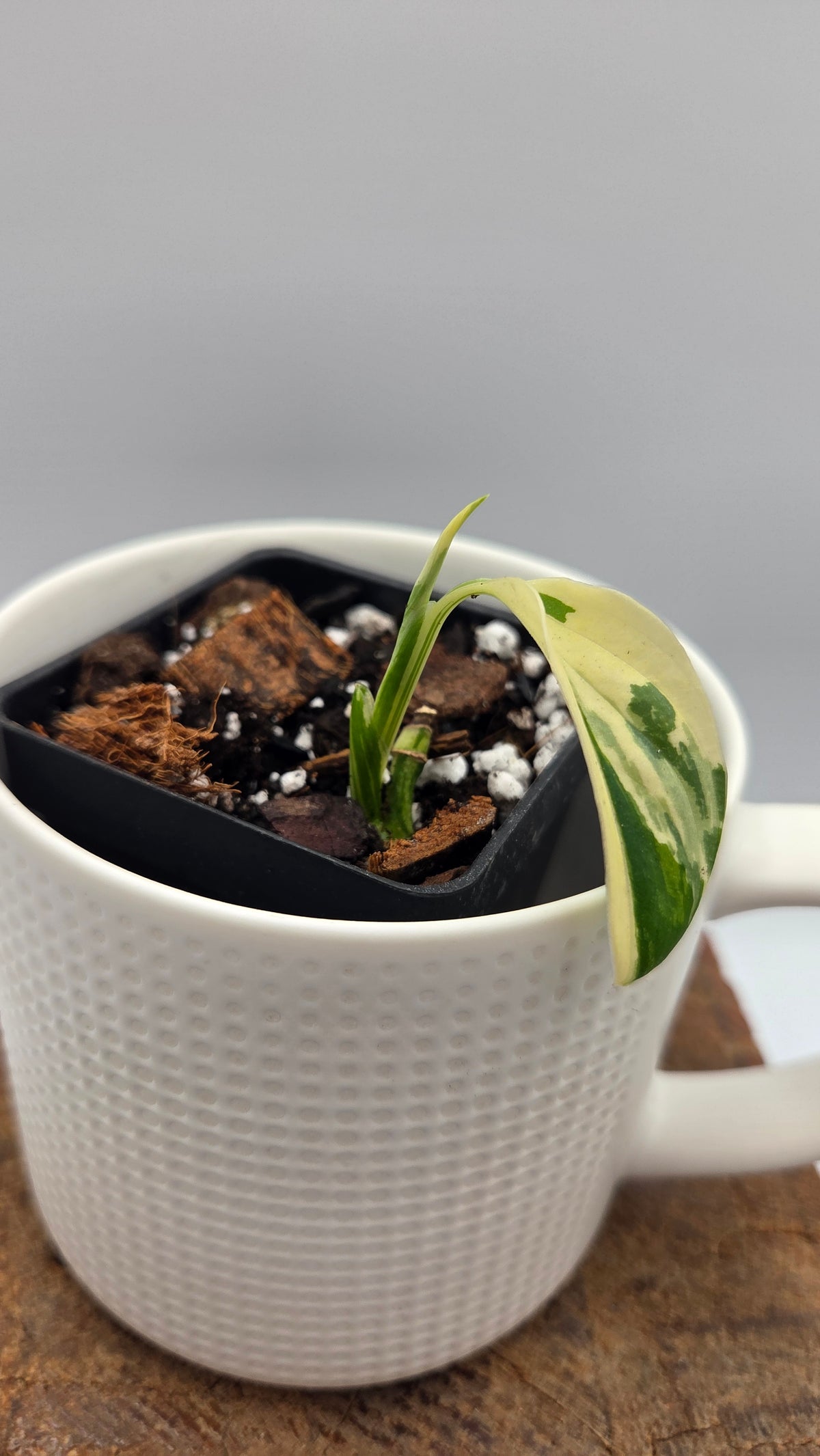 Monstera Andasonii Tricolore (MON-581)