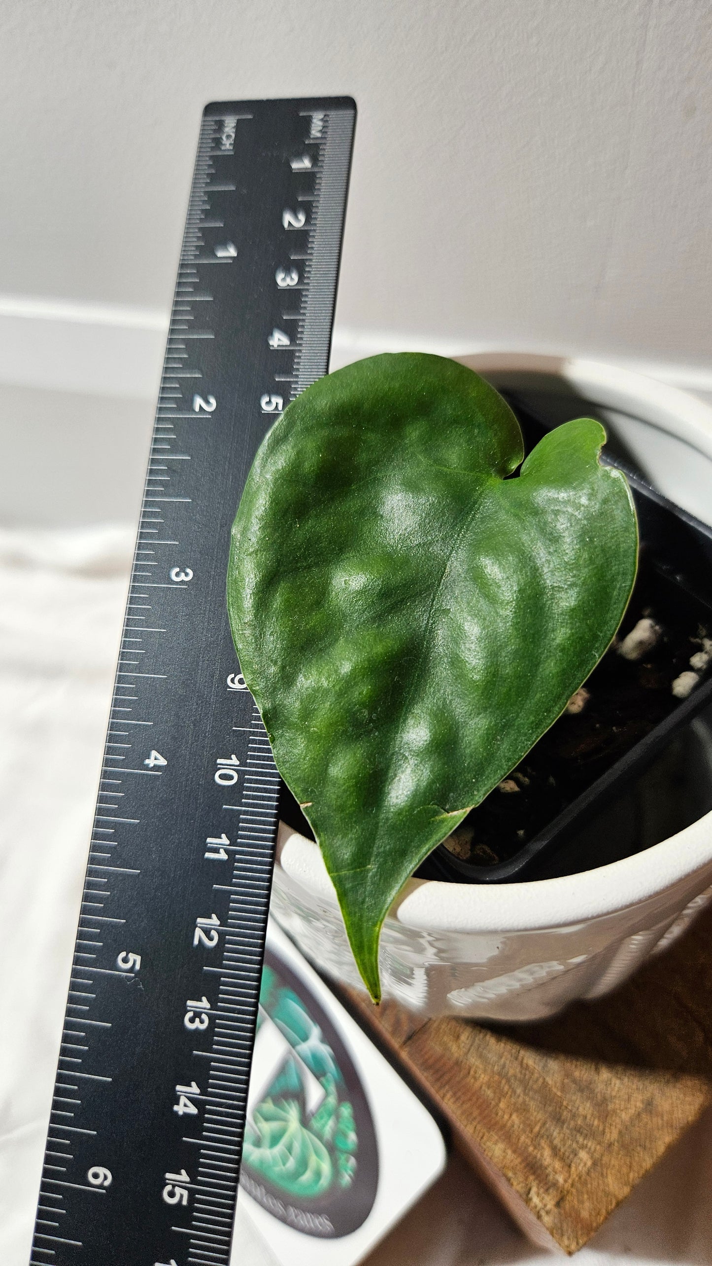 Scindapsus Lucens (SCI-1177)