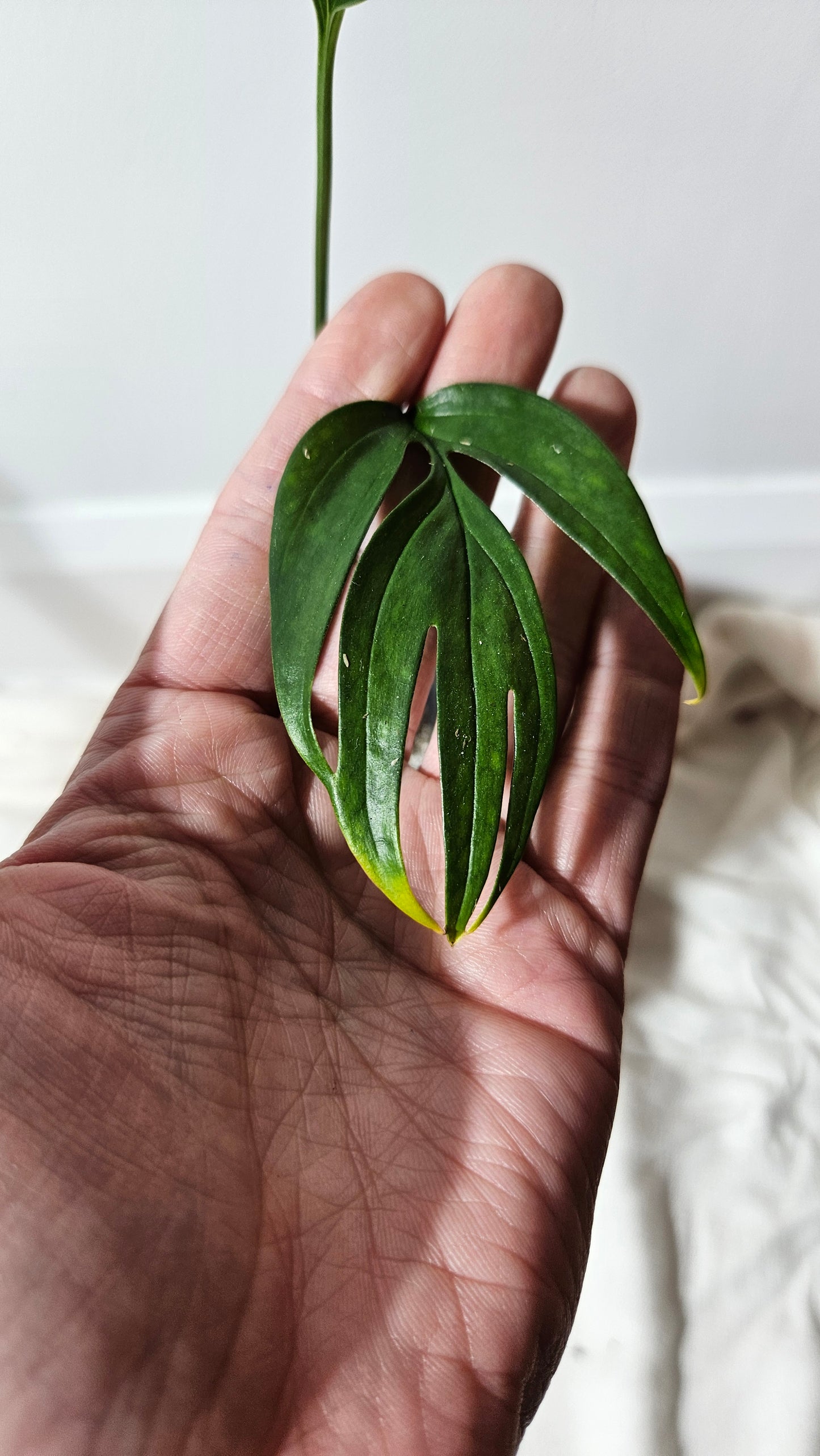 Monstera Subpinnata (MON-206)