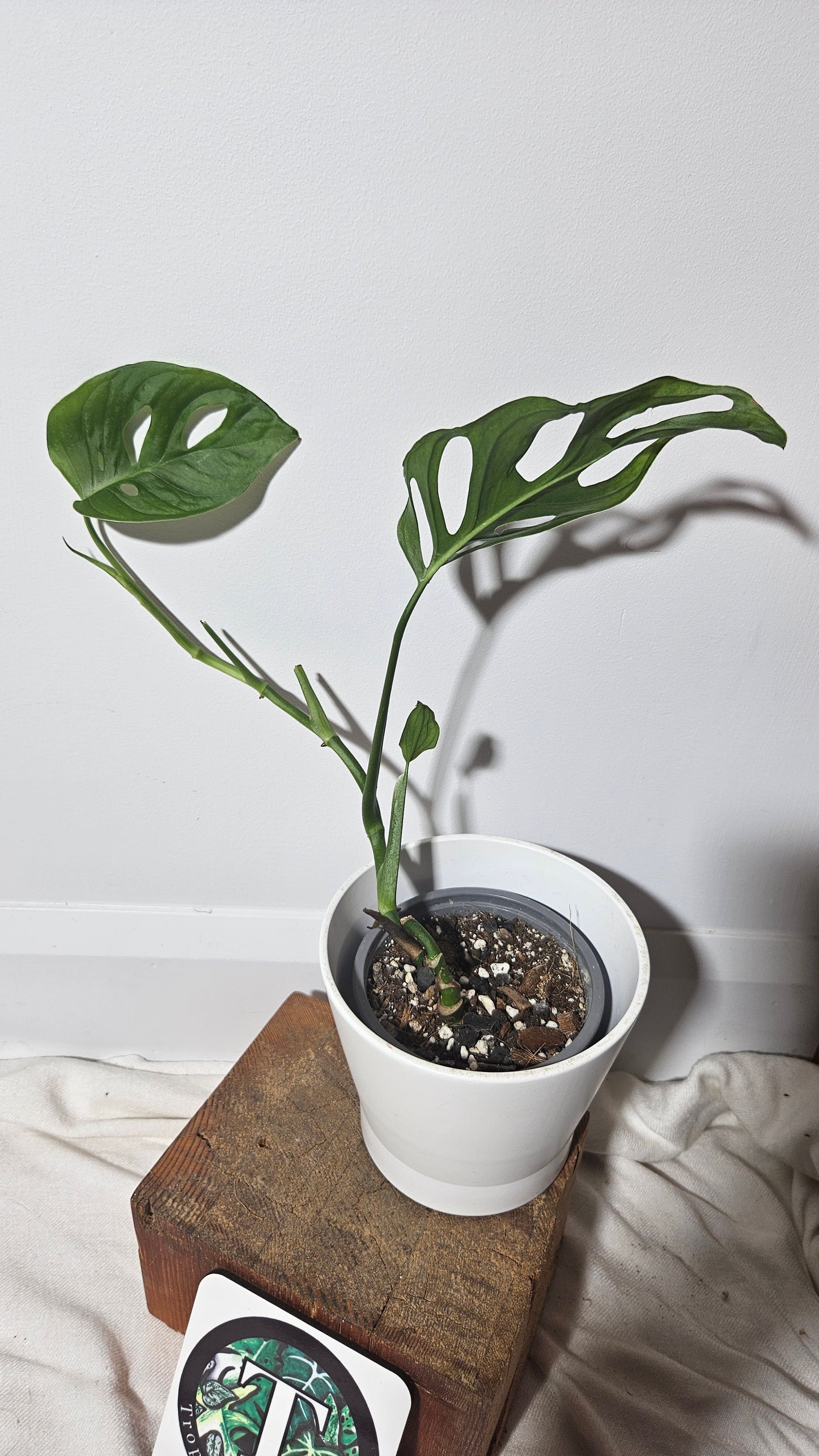 Monstera Aff Tena (MON-243)