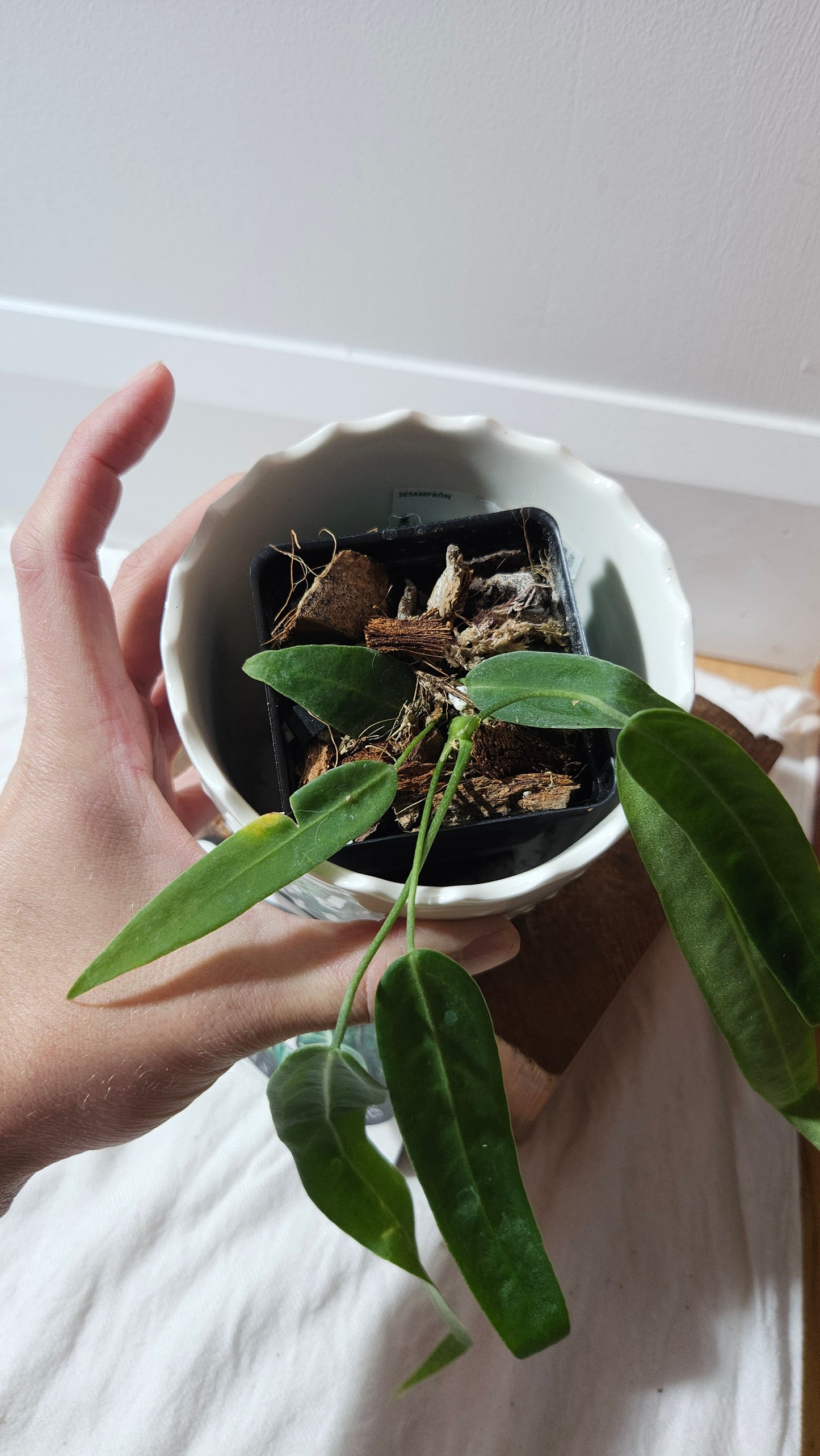 Anthurium Pallidiflorum Narrow "format PETIT"(ANT-597)