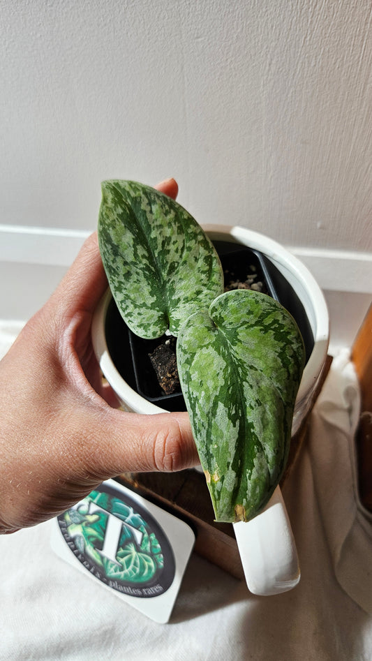 Scindapsus Tricolore silver Platinum (SCI-1121)