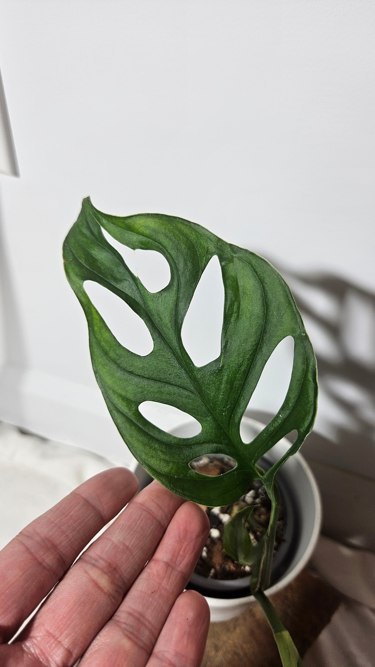 Monstera Aff Tena (MON-243)