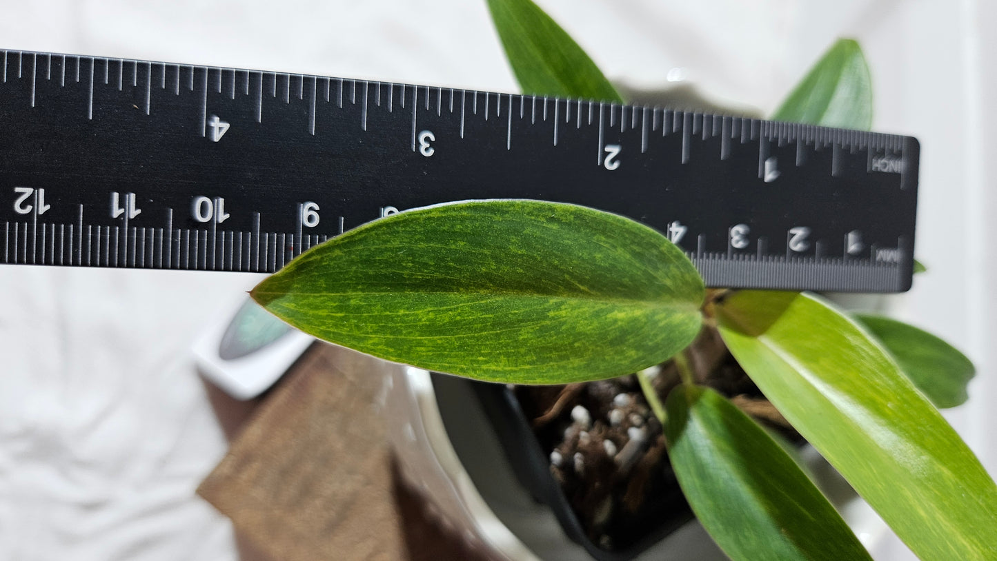 Philodendron Painted Lady (PHI-569)