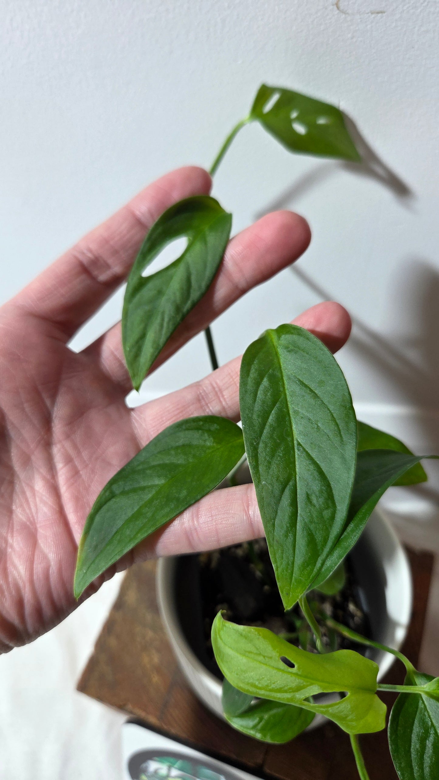 Monstera Obliqua Aff Napo (MON-533)