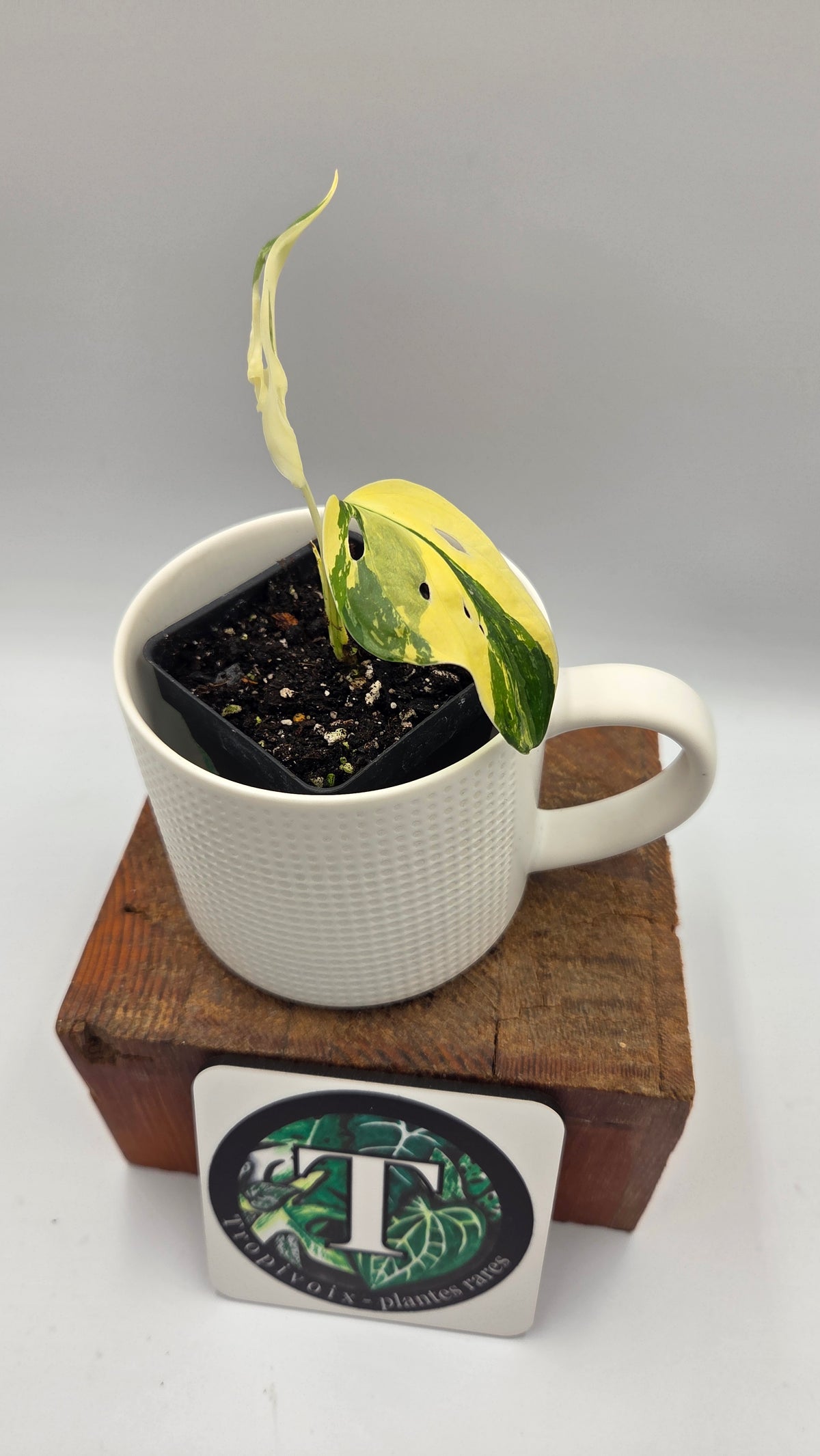 Monstera Andasonii Tricolore (MON-580)