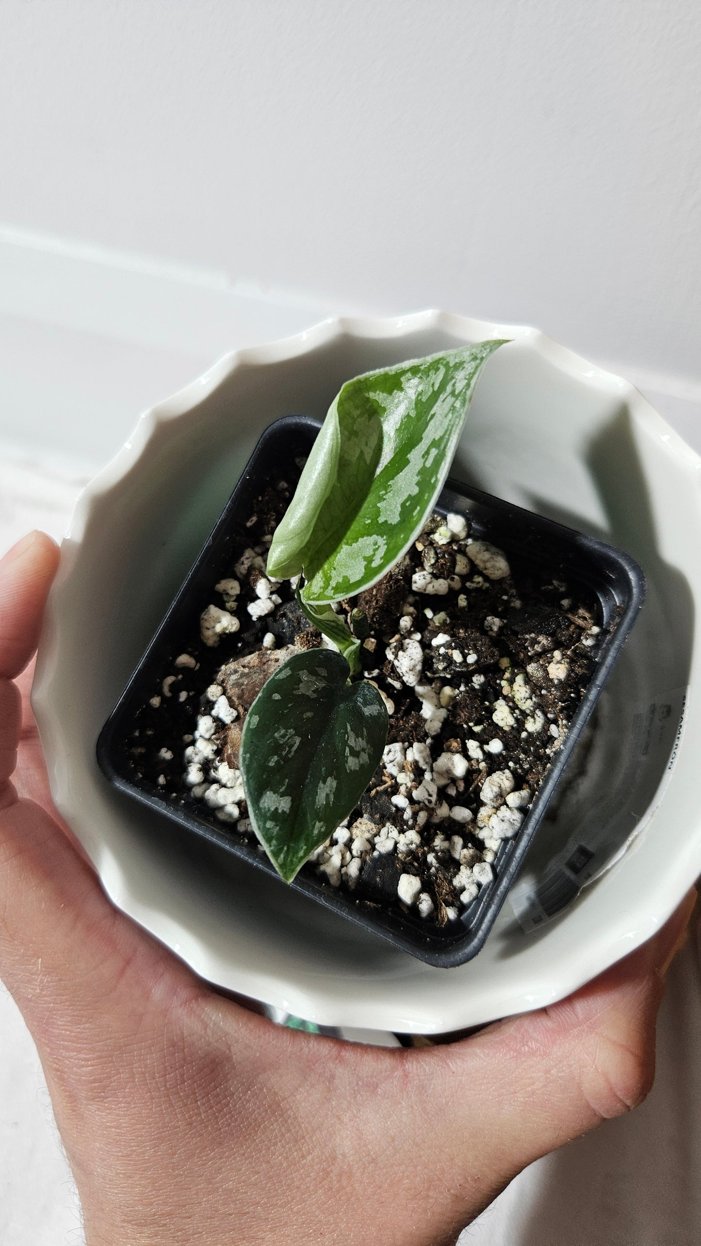 Scindapsus Dark Tricolore (SCI-1040)