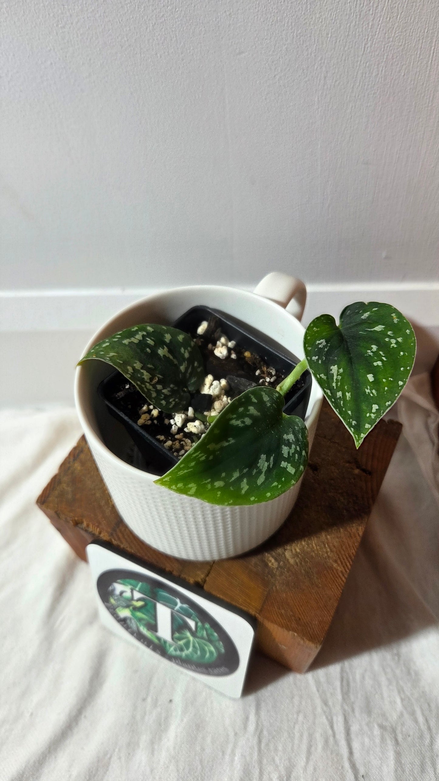 Scindapsus Tricolor Dark Form (SCI-1426)