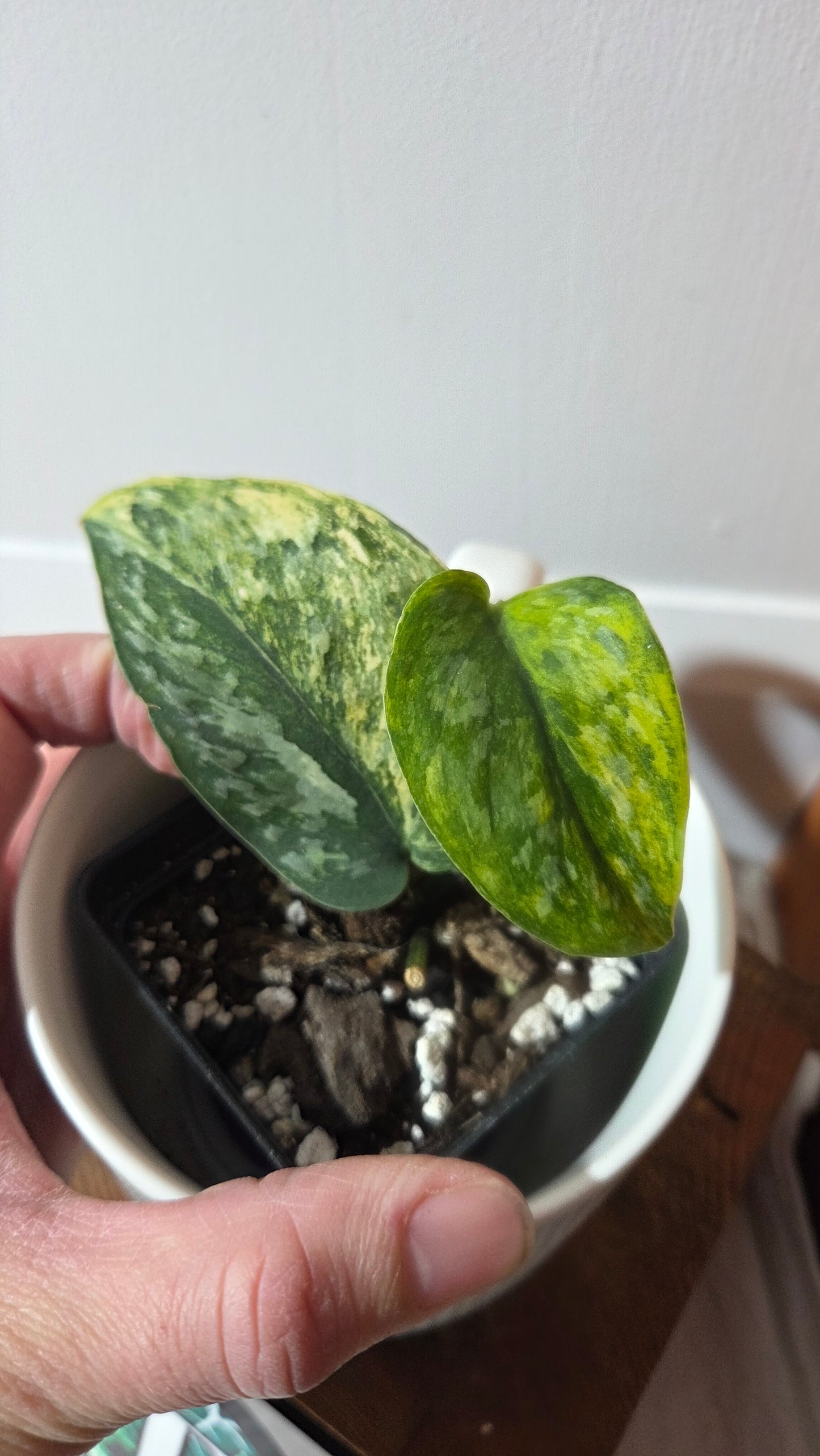 Scindapsus Rajatapura Aurea (SCI-1379)