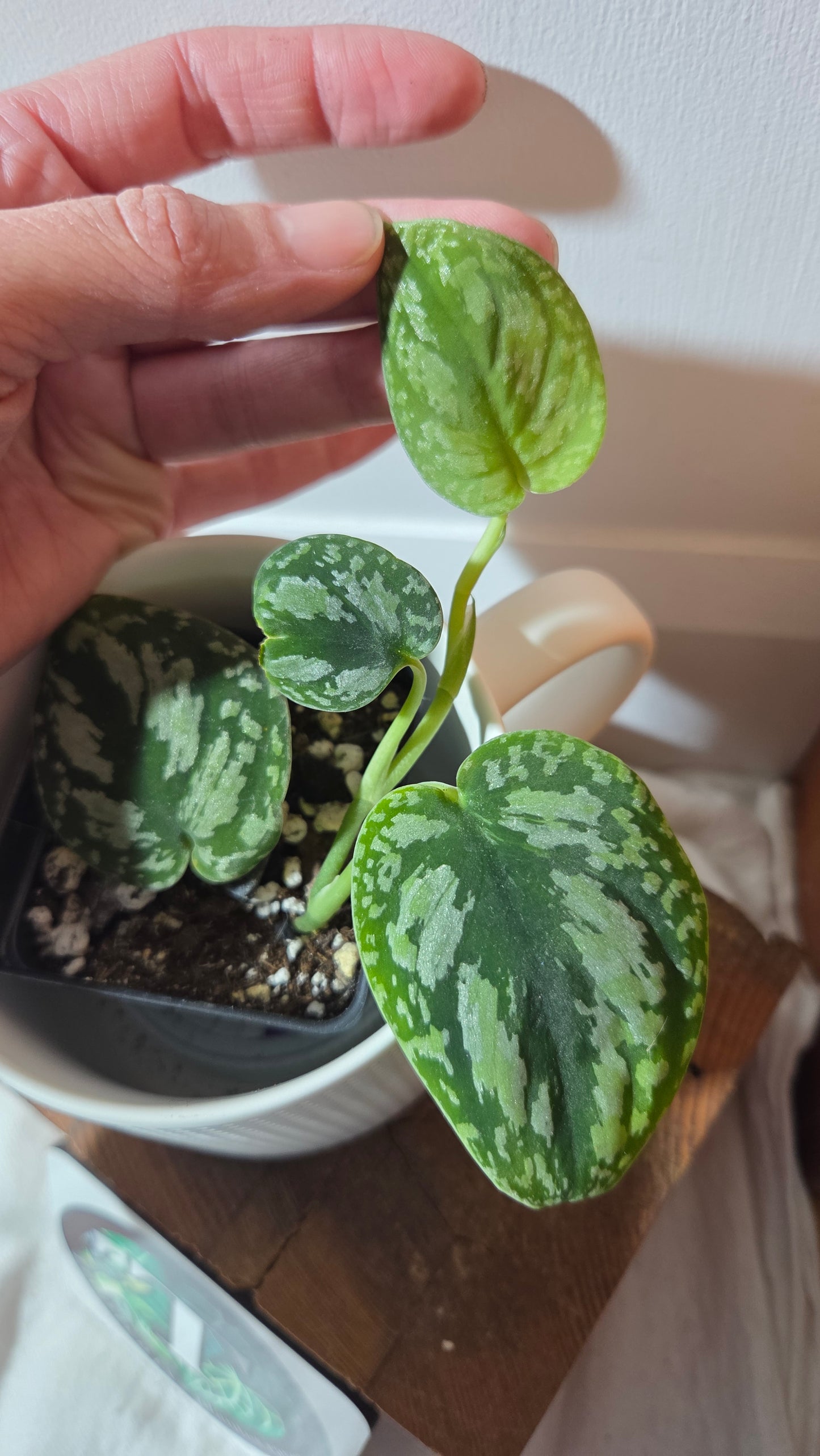 Scindapsus Tricolor Dark Form (SCI-1358)