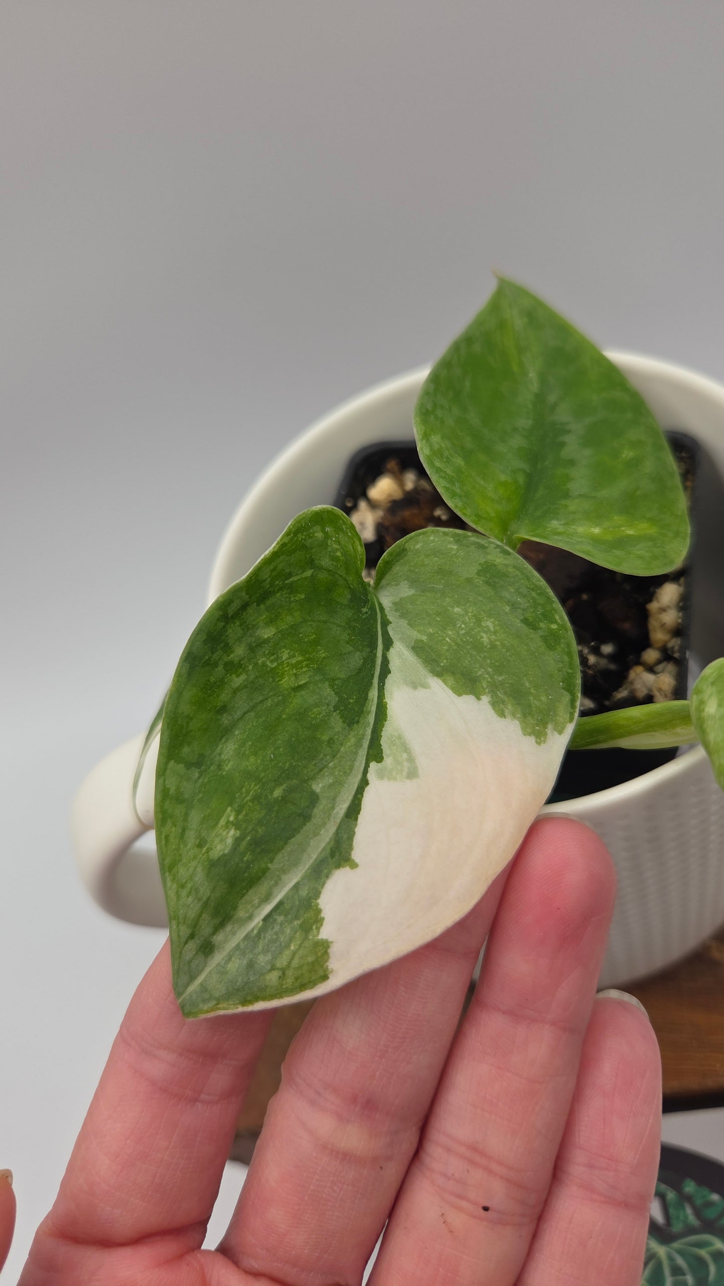 Scindapsus Silver Tattoo Variegata (SCI-817)