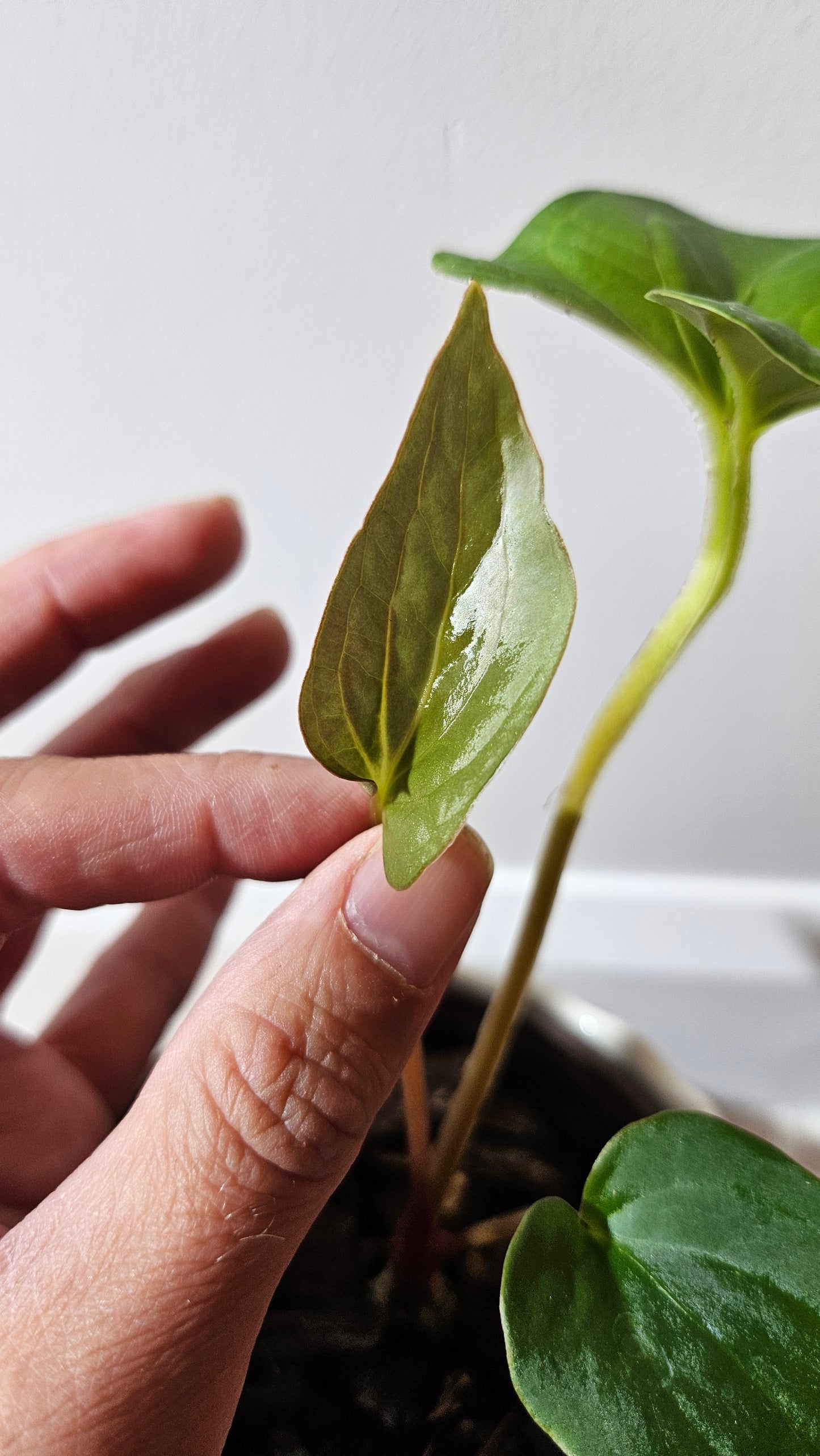 Anthurium  Tiwintza Aff Velvet "format MOYEN" (ANT-227)