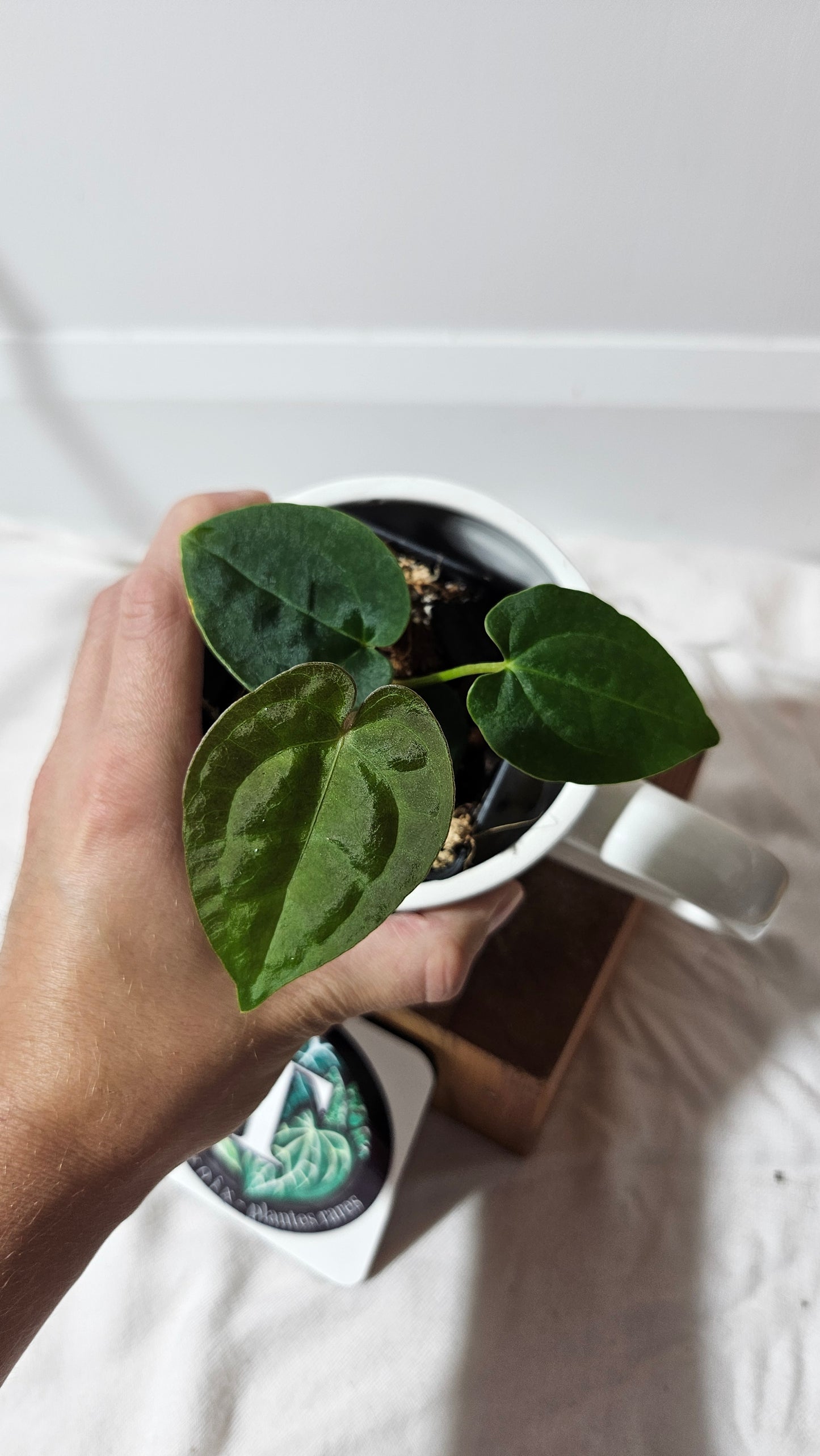 Anthurium  Papillilaminum (provenant d'équateur) "format SEEDLING" (ANT-186)