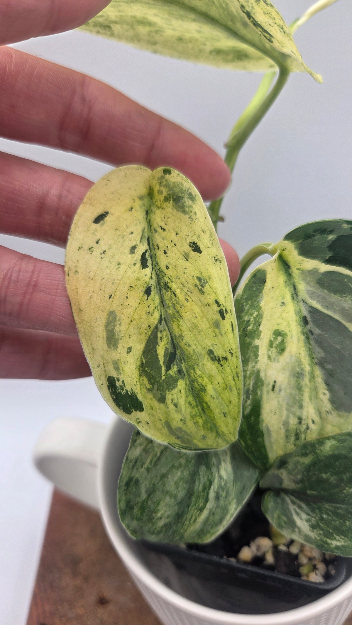 Scindapsus Silver Splash Tricolore (SCI-1154)