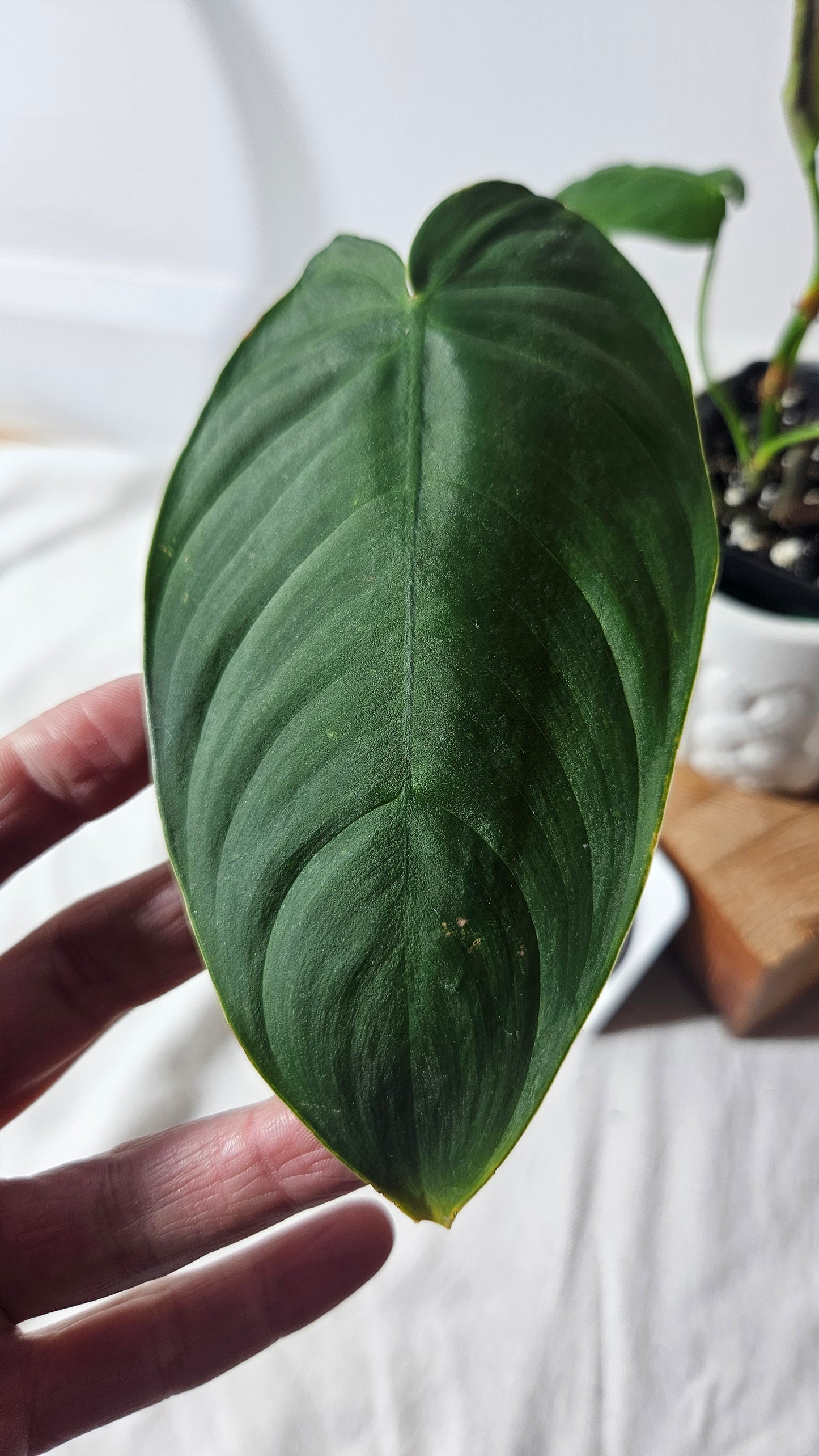 Philodendron Sharoniae (PHI-650)