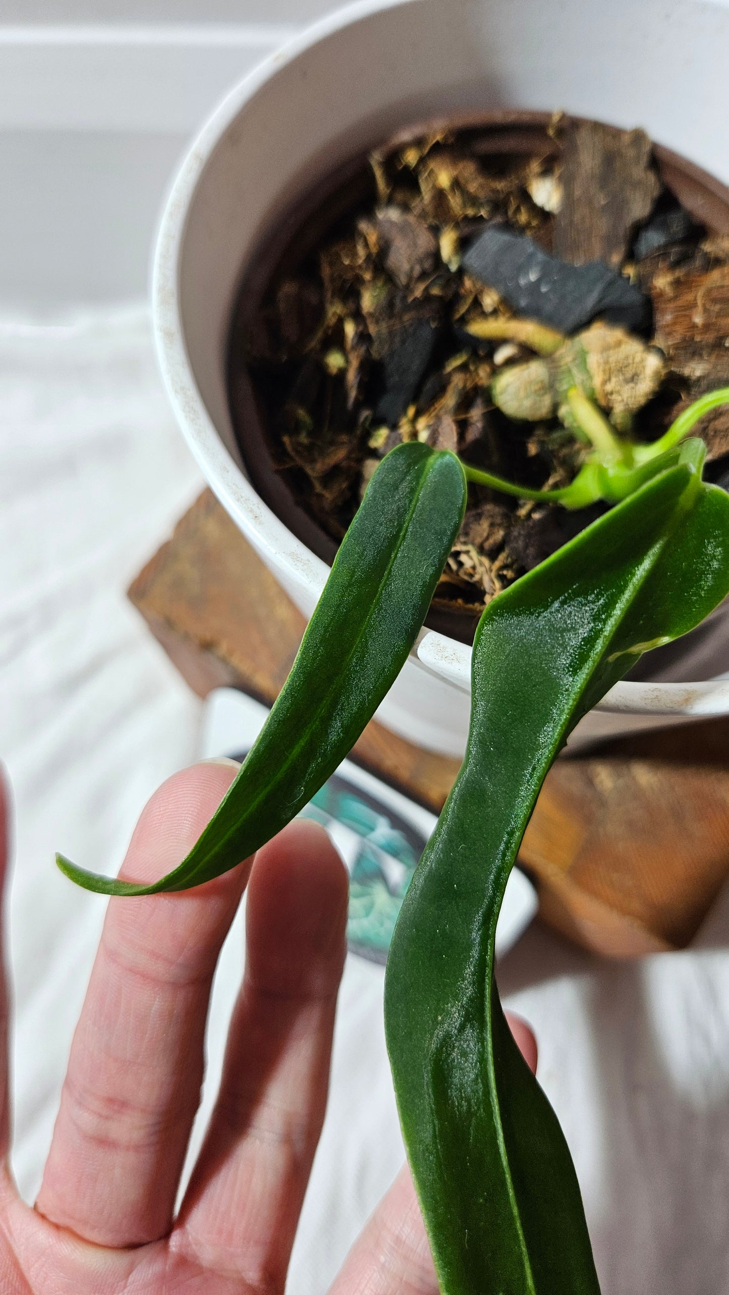 Anthurium Cirinoi aff Black Velvet "format MOYEN"(ANT-624)