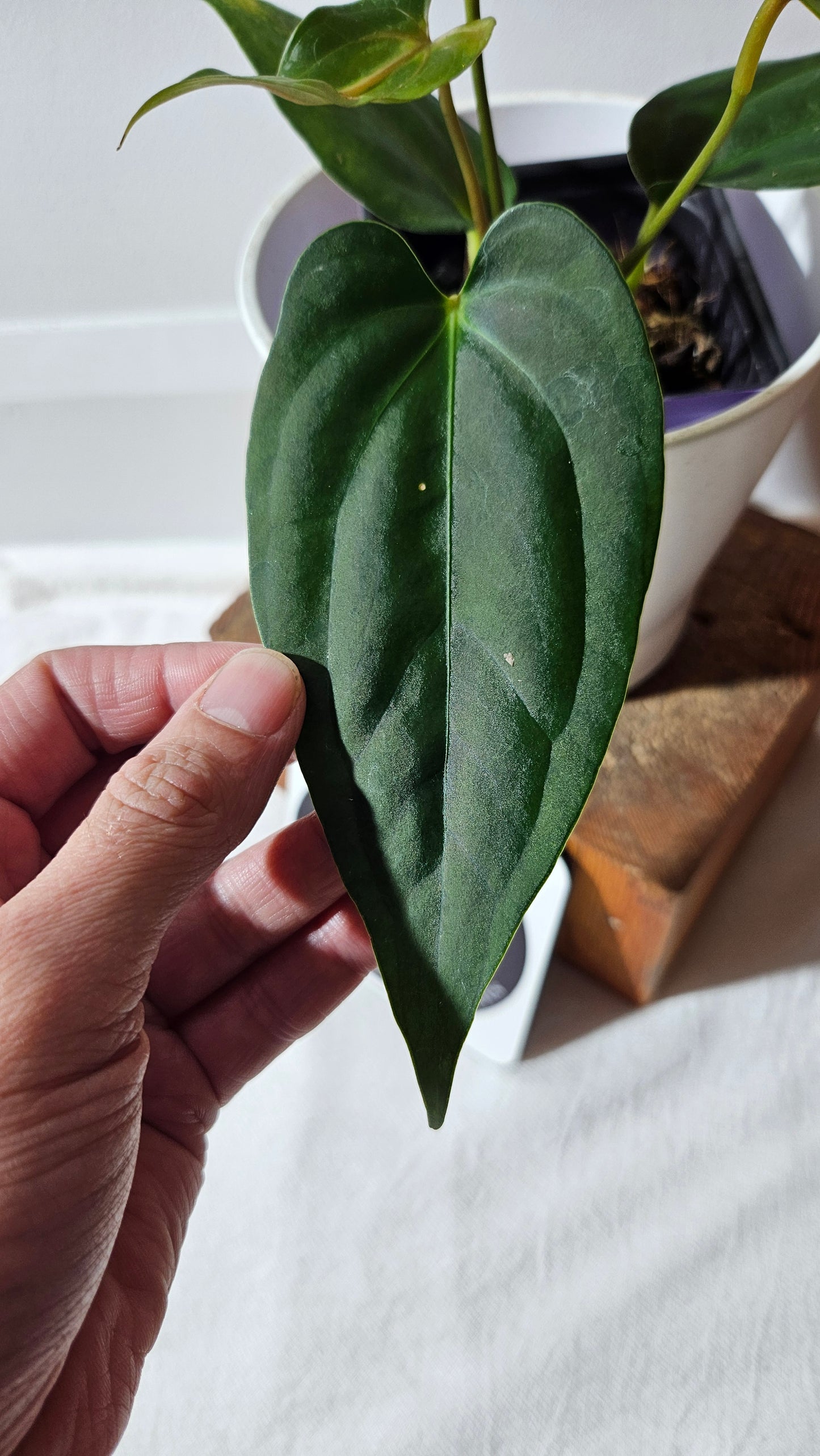 Anthurium Napo X Luxurians "format MOYEN" (ANT-427)