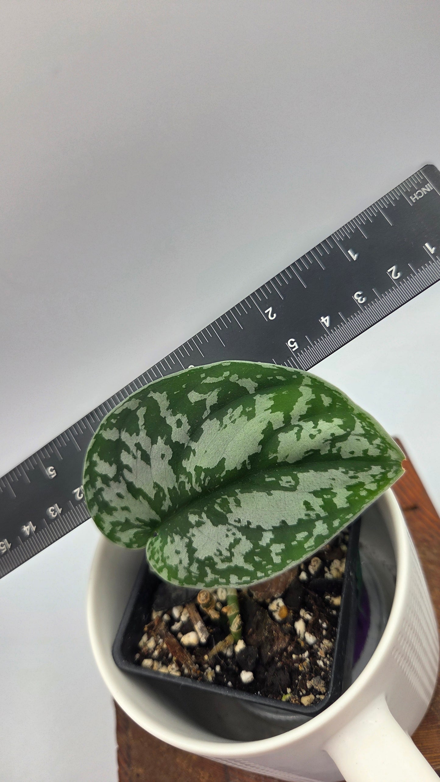 Scindapsus Silver Queen (SCI-1029)