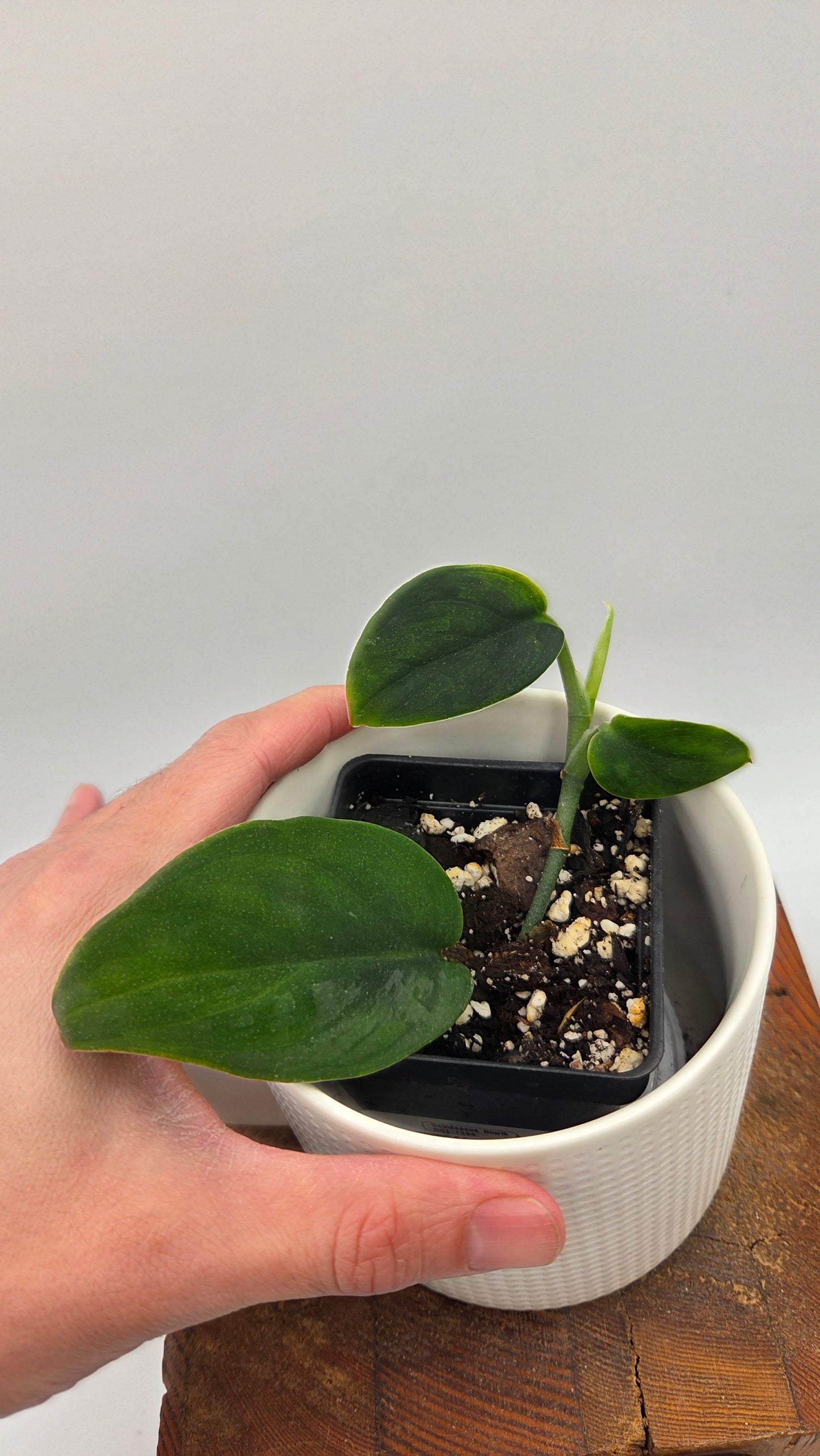 Scindapsus Blurik (SCI-1296)