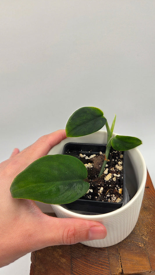 Scindapsus Blurik (SCI-1296)