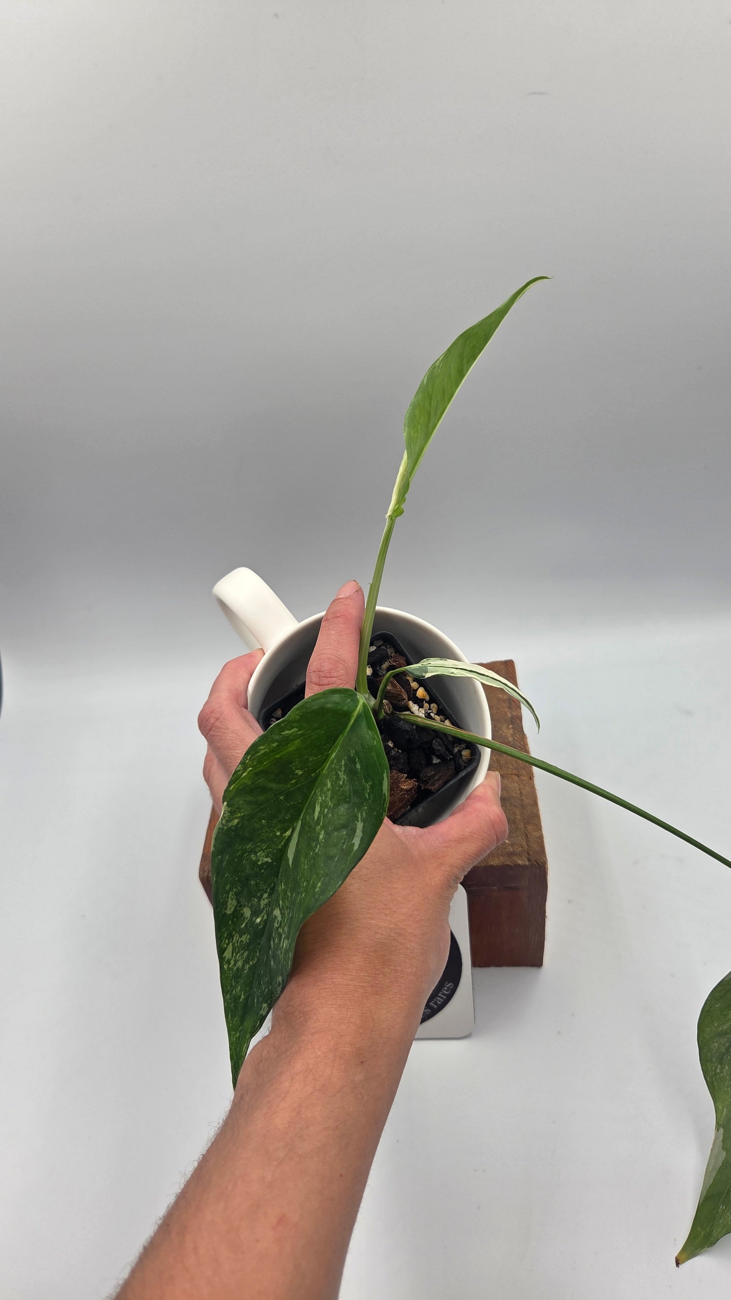 Epipremnum pinnatum Albo (EPI-248)