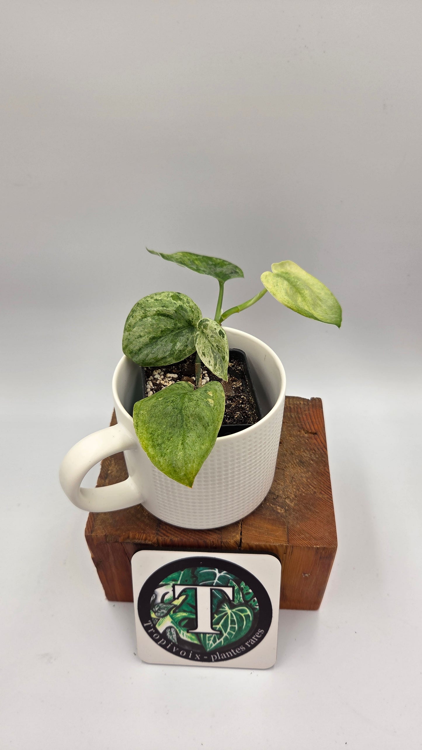 Scindapsus Silver Satin Splash (SCI-847)