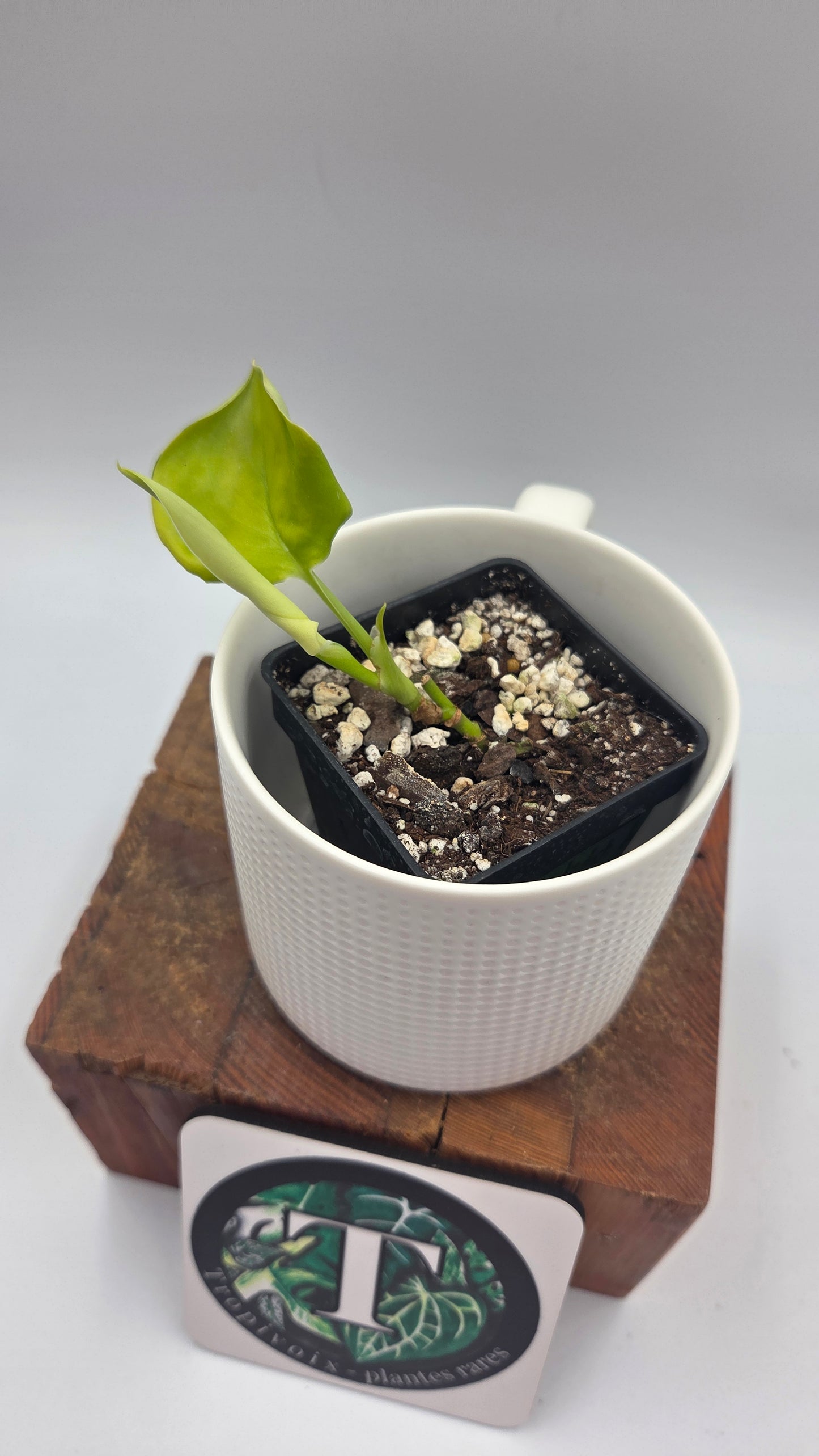 Scindapsus Moonlight Lemon (SCI-1488)