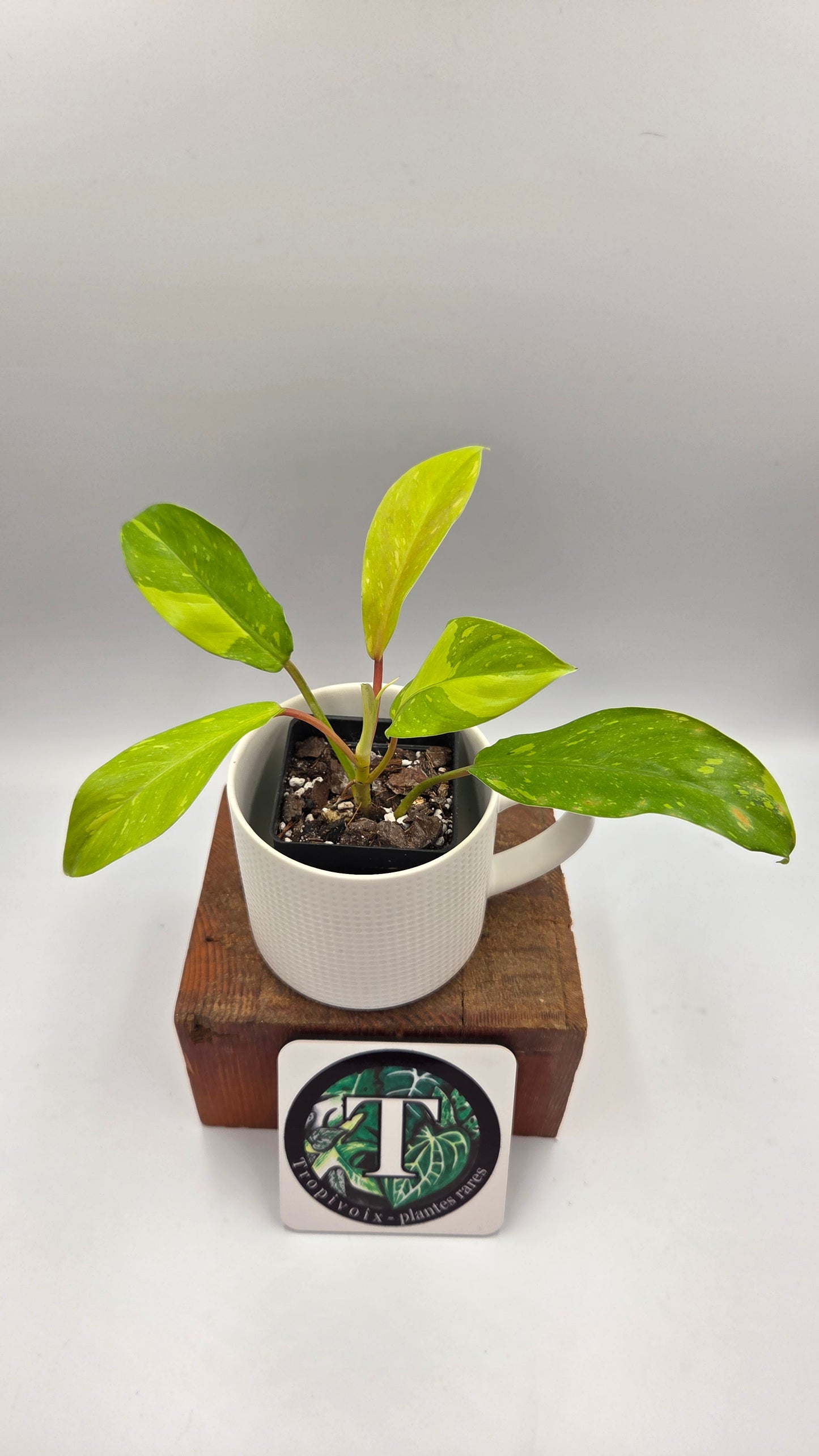 Philodendron Golden Goldness (PHI-1058)