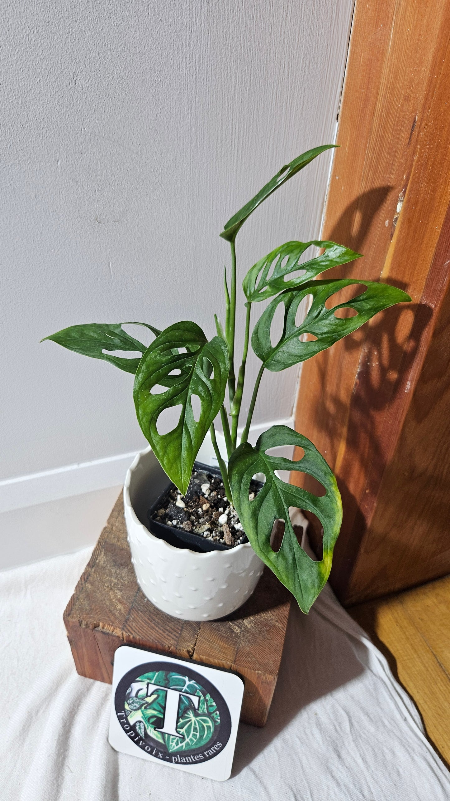 Monstera Obliqua Aff Cenepa (MON-427)